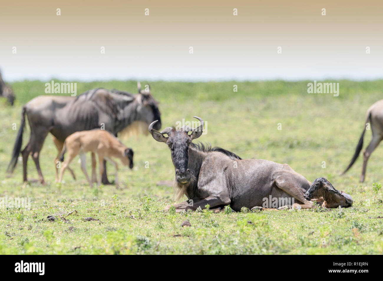 Blue Gnu (Connochaetes taurinus) dando vita ad un vitello sulla savana nella mandria, Ngorongoro Conservation Area, Tanzania. Foto Stock