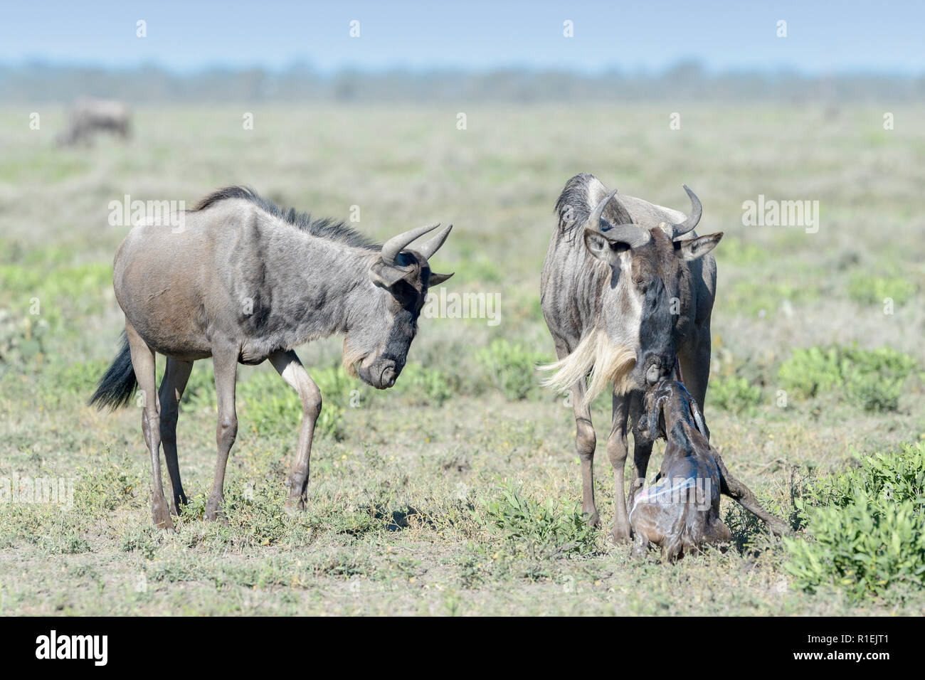 Blue Gnu (Connochaetes taurinus) madre con un neonato e famiglia cercando, Ngorongoro Conservation Area, Tanzania. Foto Stock