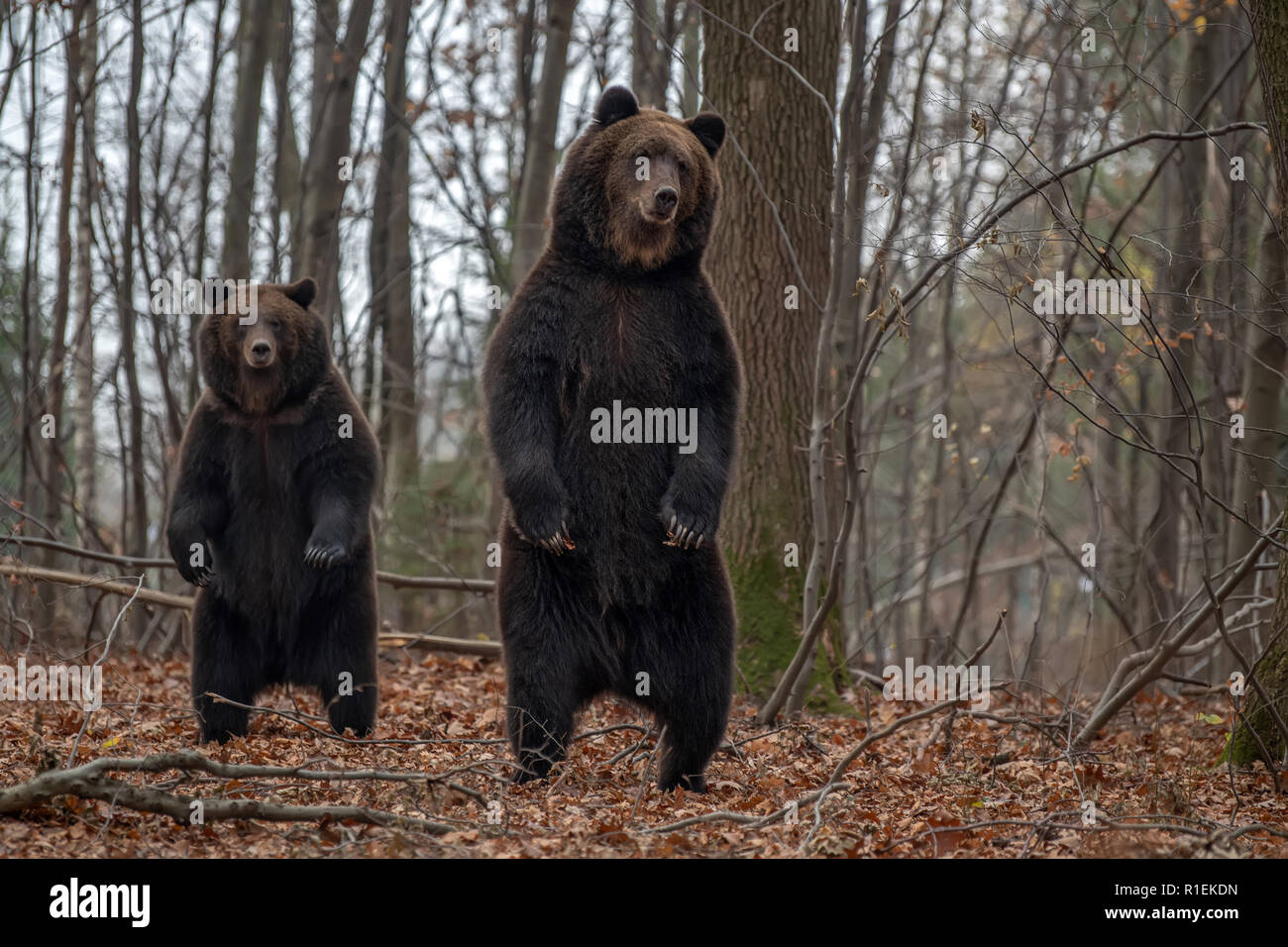 L'orso bruno (Ursus arctos) in piedi sulle sue zampe posteriori nella foresta di autunno Foto Stock