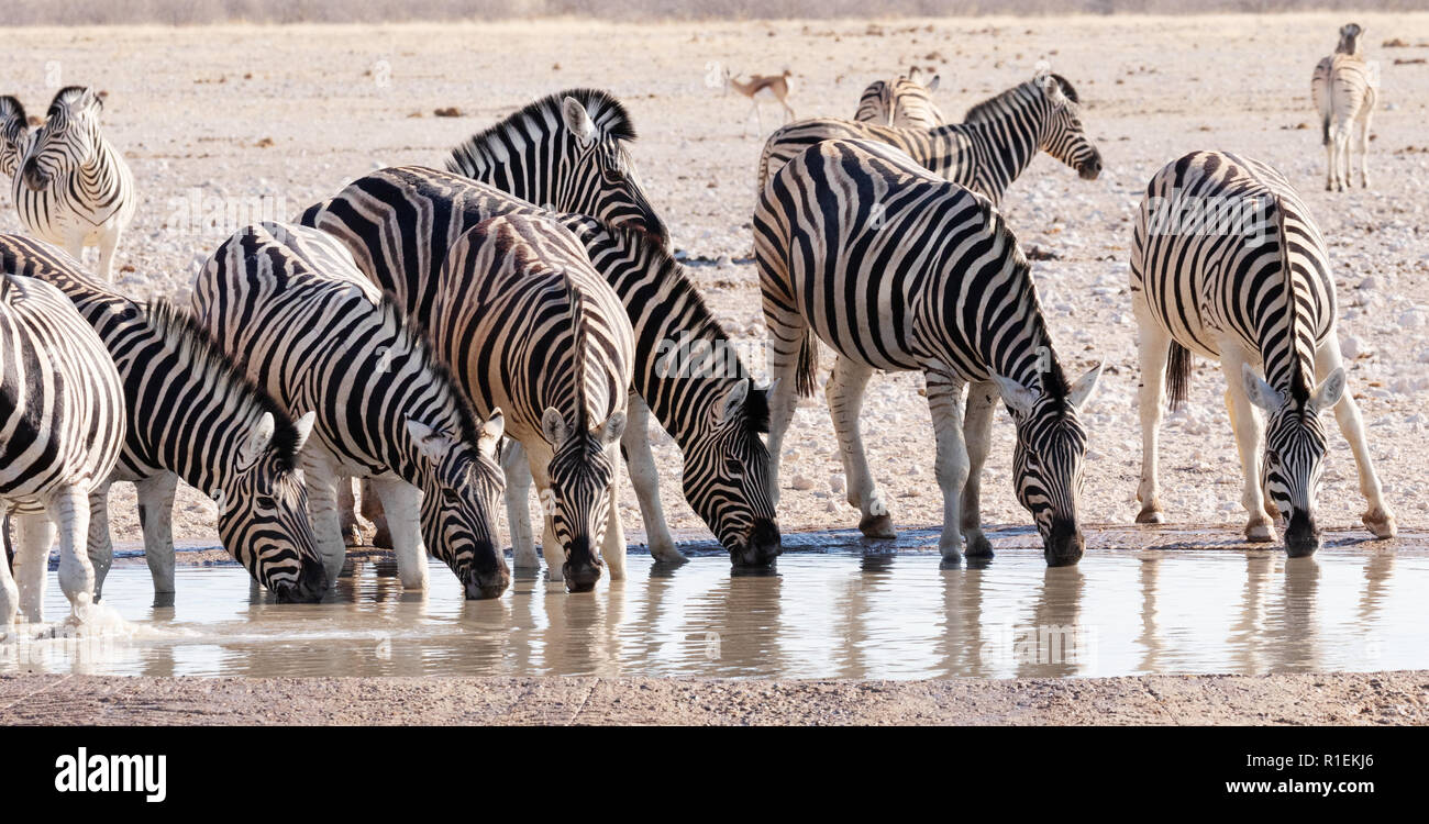 Le pianure Zebra - una mandria di pianura Zebra ( Equus quagga ) di bere a Waterhole, il Parco Nazionale di Etosha, Namibia Africa Foto Stock