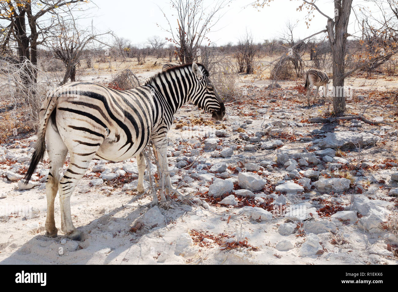 Le pianure zebre, aka comune o zebra Burchells Zebra (Equus quagga ), il Parco Nazionale di Etosha, Namibia Africa Foto Stock