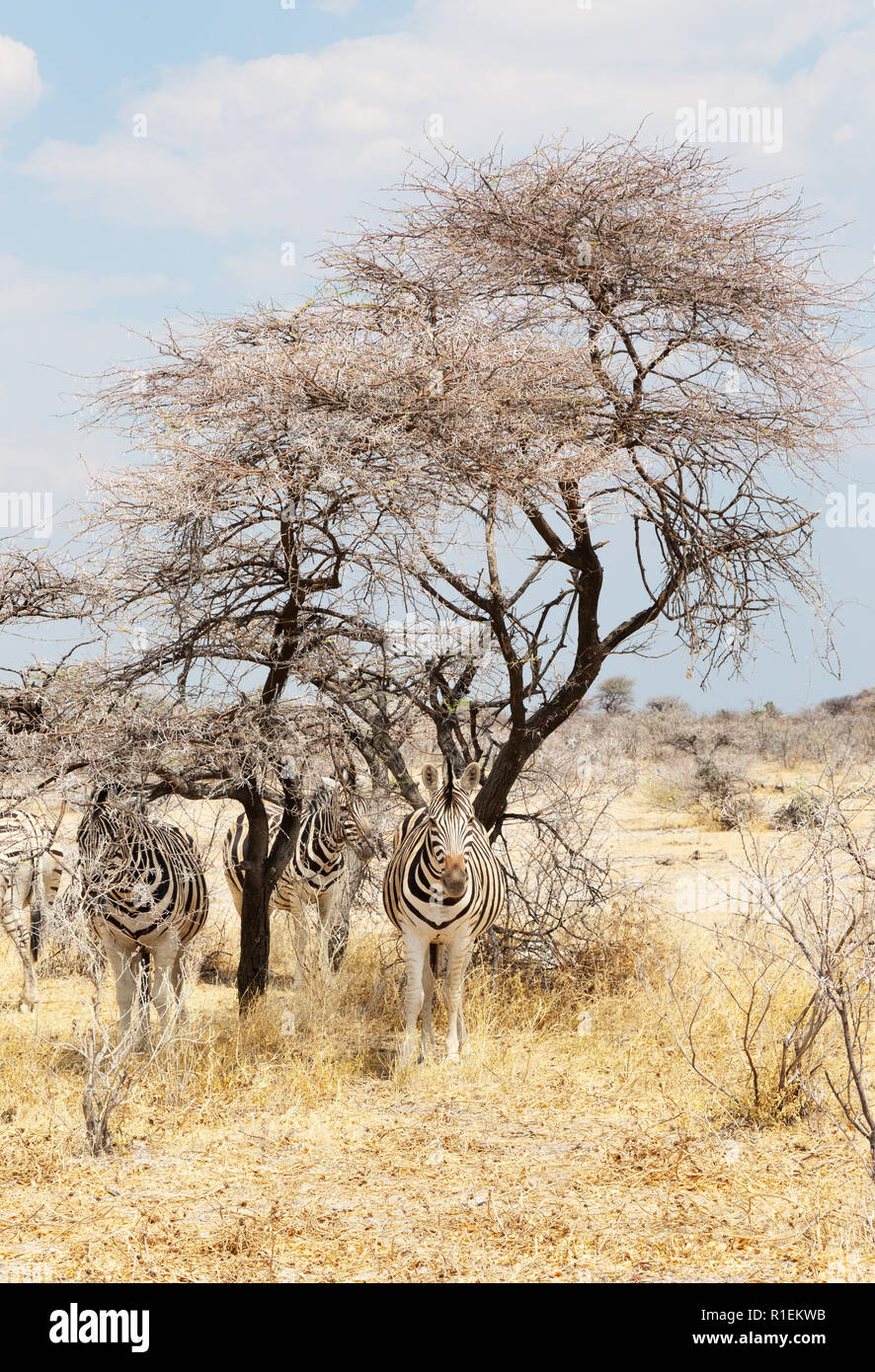 Zebra Namibia - pianure zebra ( Burchell's Zebra, comune zebra, Equus quagga ) riparo dal sole, il Parco Nazionale di Etosha, Namibia Africa Foto Stock