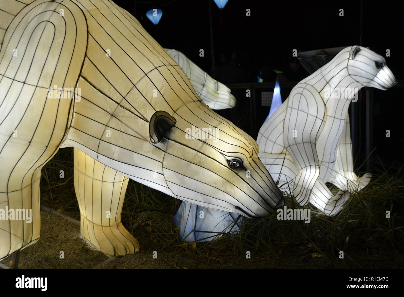 Un orso polare presentano a luci selvatici 2018 presso lo Zoo di Dubin nel Phoenix Park in Irlanda, la mostra è illuminata la lanterna di seta Foto Stock