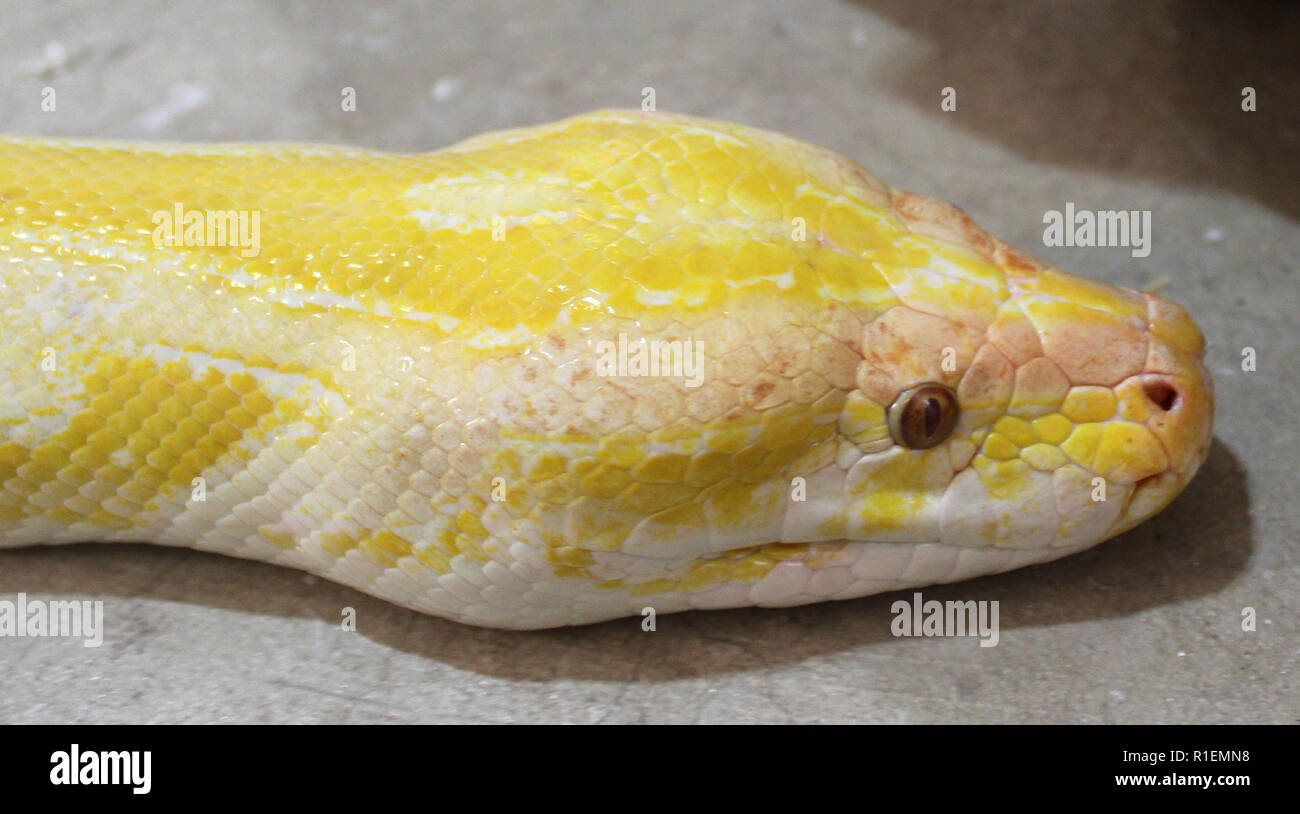 Albino Burmese Python Foto Stock