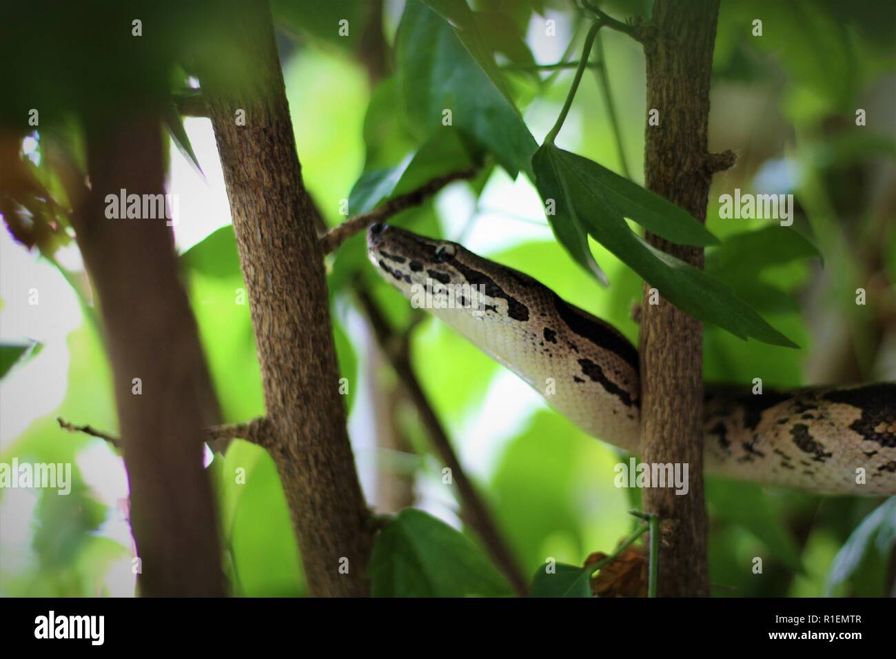 Dumerils Boa in una struttura ad albero Foto Stock