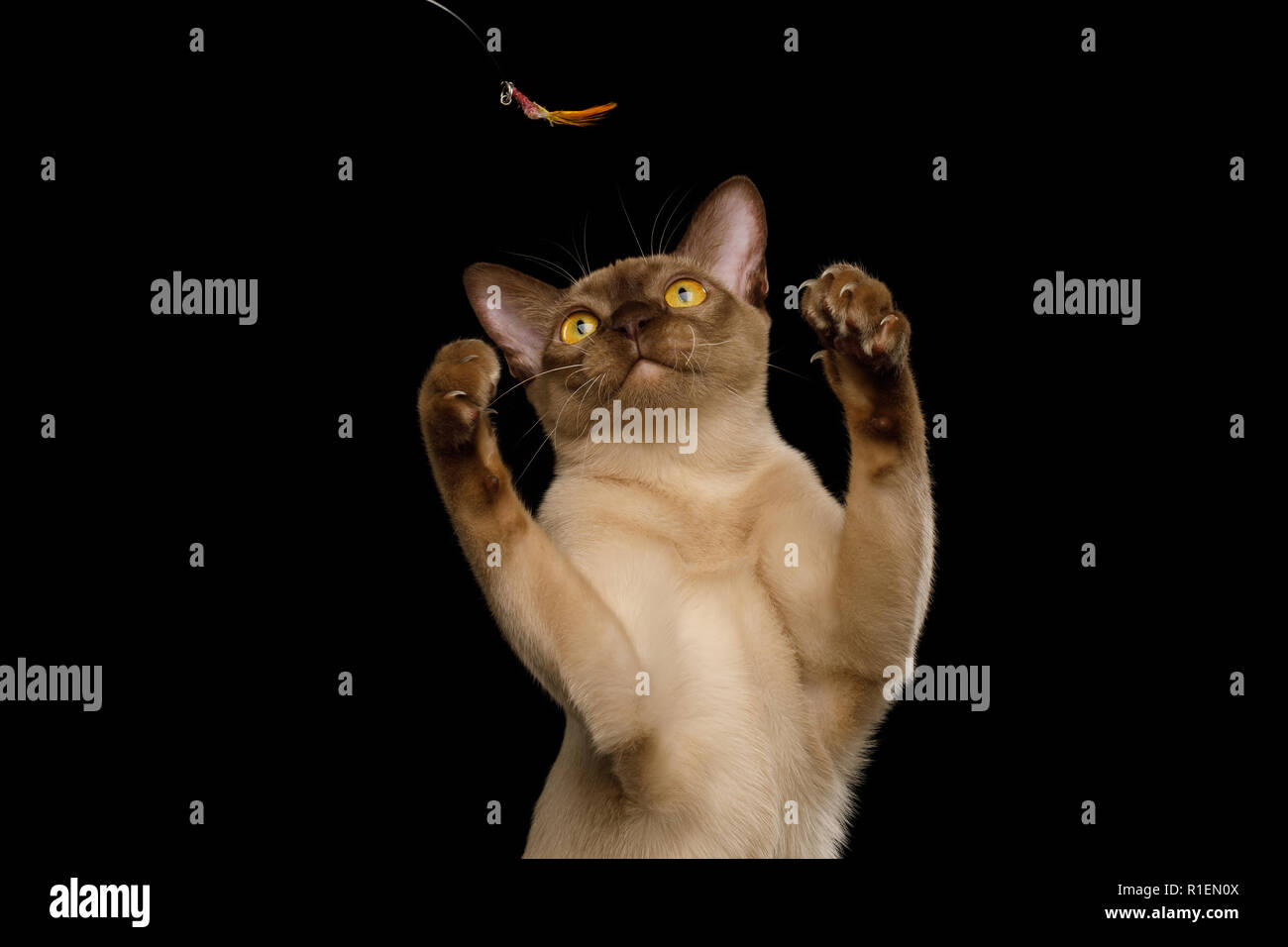 Simpatico Ritratto di giocoso Brown Birmania Cat sollevando le zampe, giocare con il giocattolo, isolati su sfondo nero Foto Stock