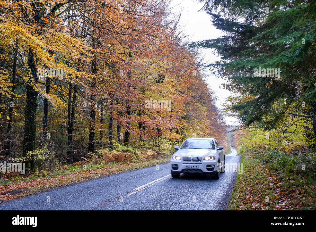 Strada fiancheggiata da alberi d'autunno nella foresta di DEAN GLOUCESTERSHIRE con vetture su strada. Foto Stock