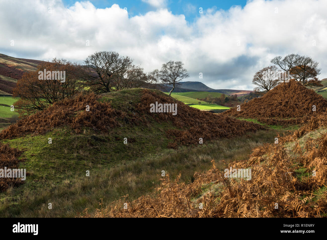 Frana ridge crest nei boschi Valley, il Parco Nazionale di Peak District, REGNO UNITO Foto Stock