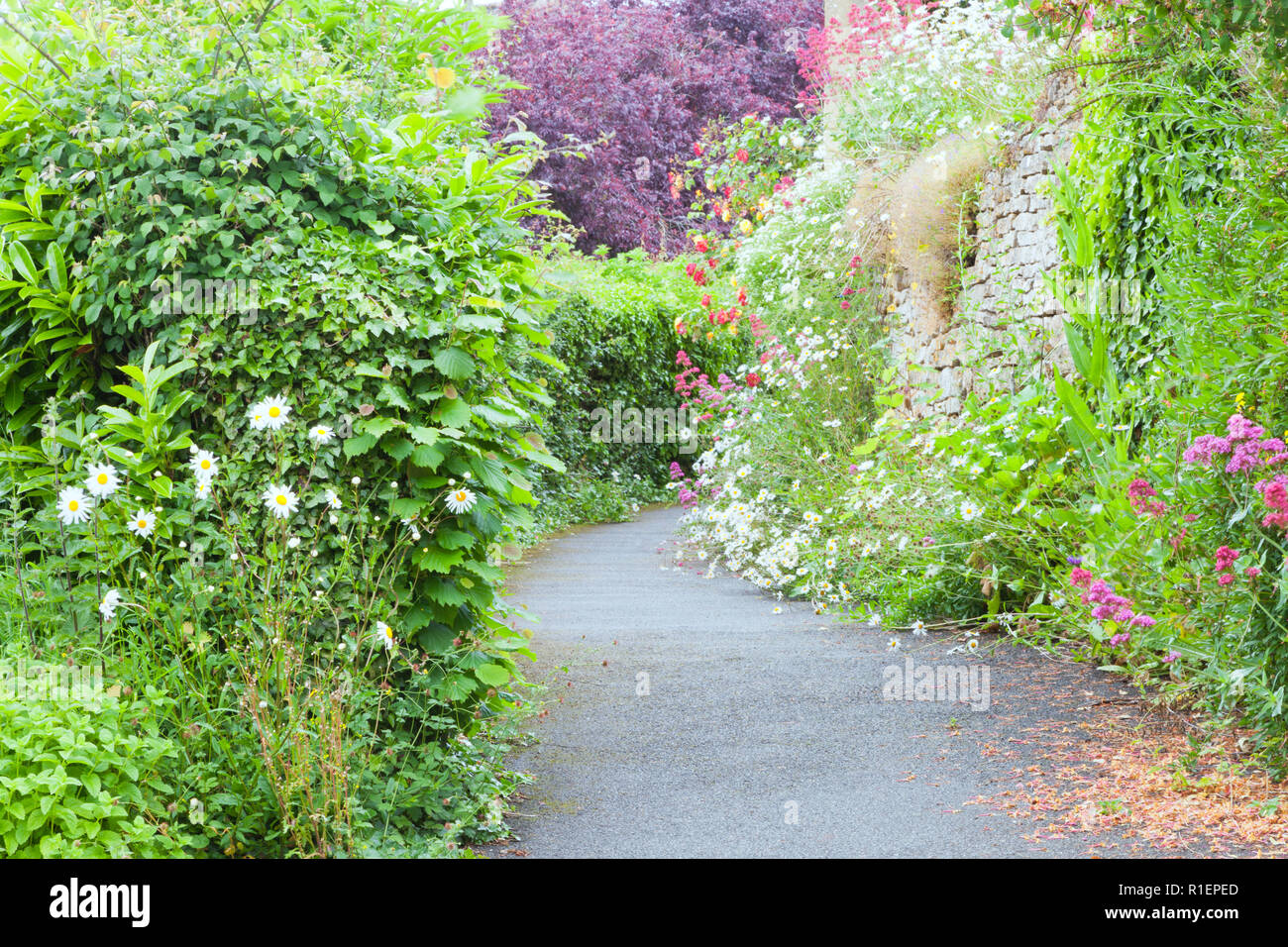 Percorso a piedi tra cottage fiori che sbocciano su un muro di pietra e arbusti frondosi Foto Stock