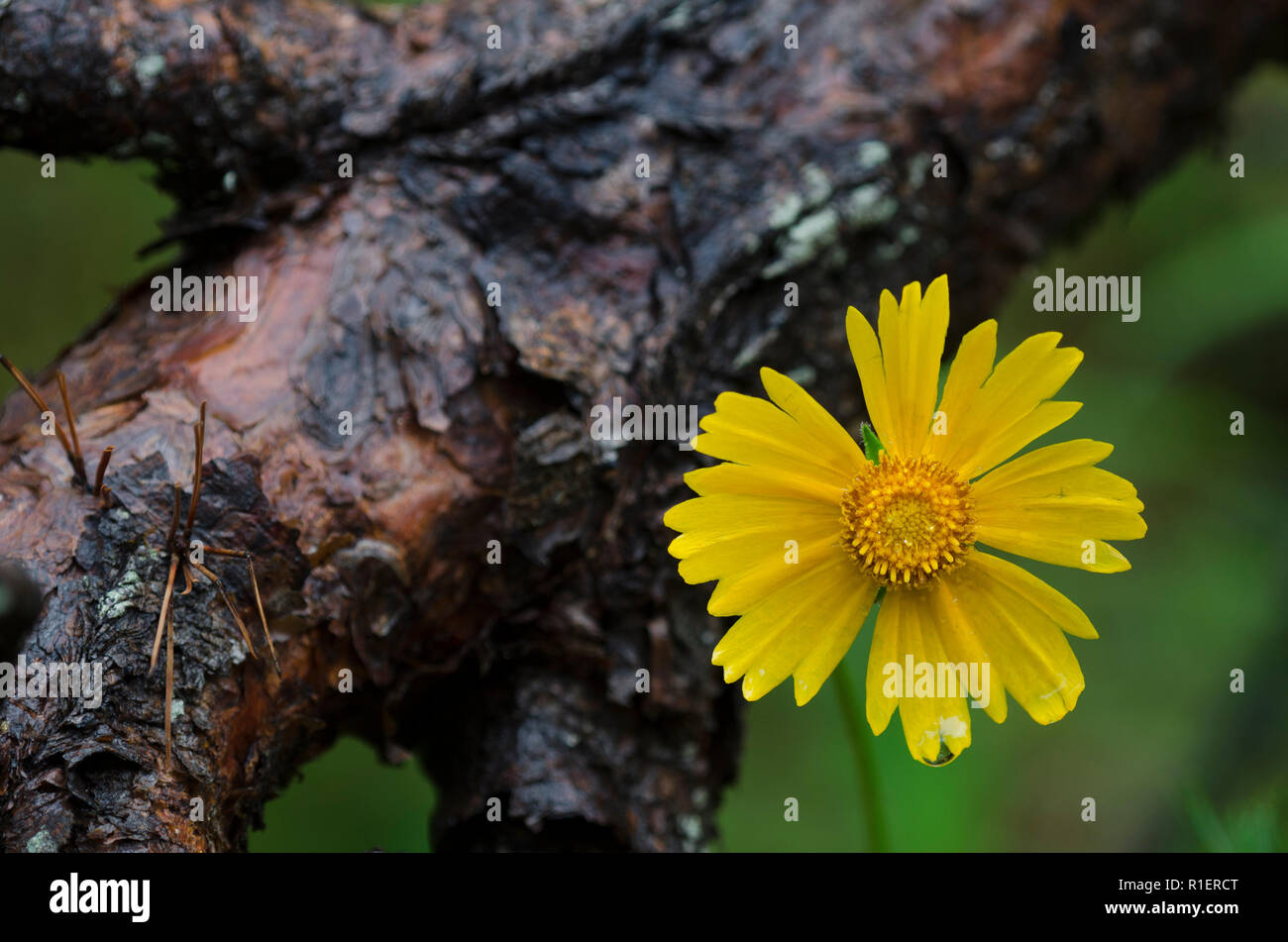 Tickseed, Coreopsis sp., accanto a pino caduti, Pinus sp., ramo sotto la pioggia Foto Stock