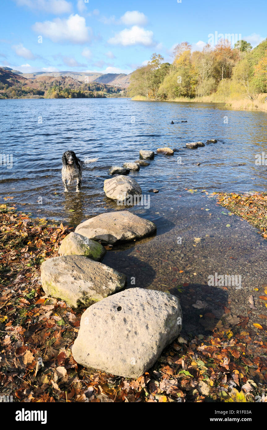 Un cane paddling in fondali bassi a Grasmere, Lake District, England, Regno Unito Foto Stock