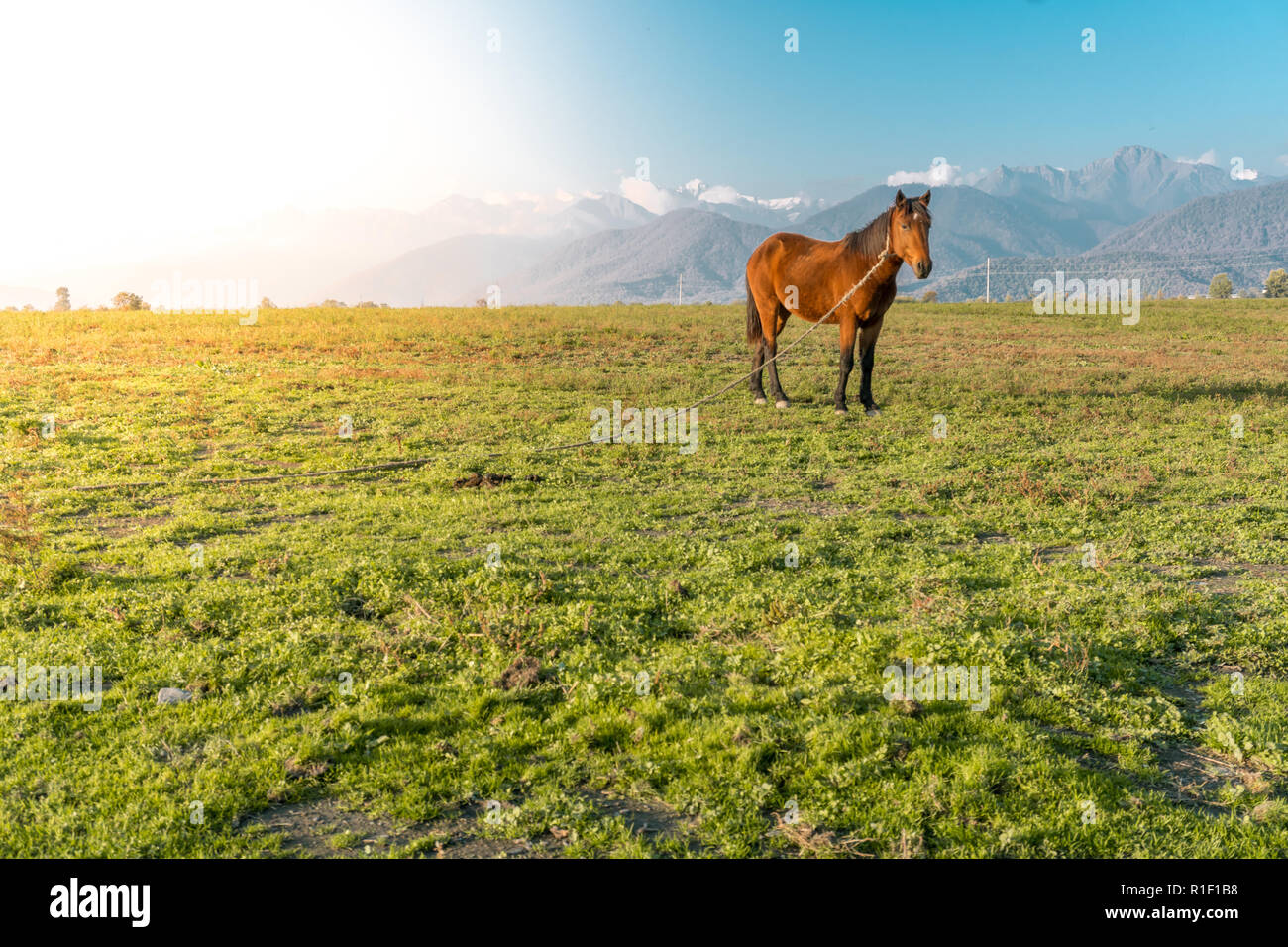 Lonely cavallo su un prato verde con orizzonte lontano picchi innevati delle montagne. Ampio paesaggio infinito con la luce del sole di mattina. Foto Stock