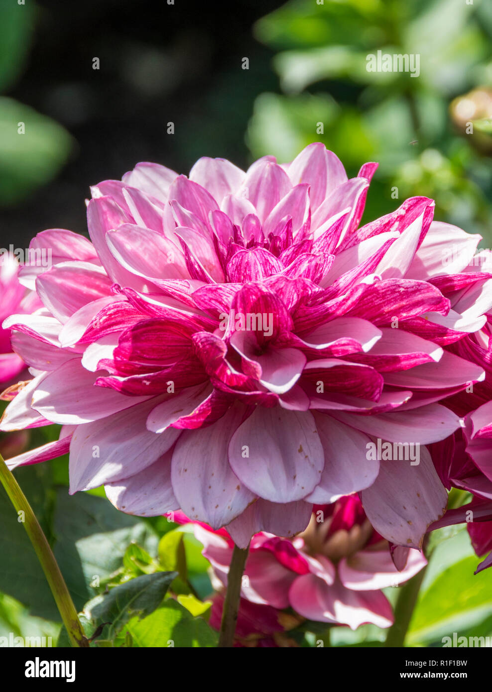 Rosa Fiore Dahlia testa Foto Stock