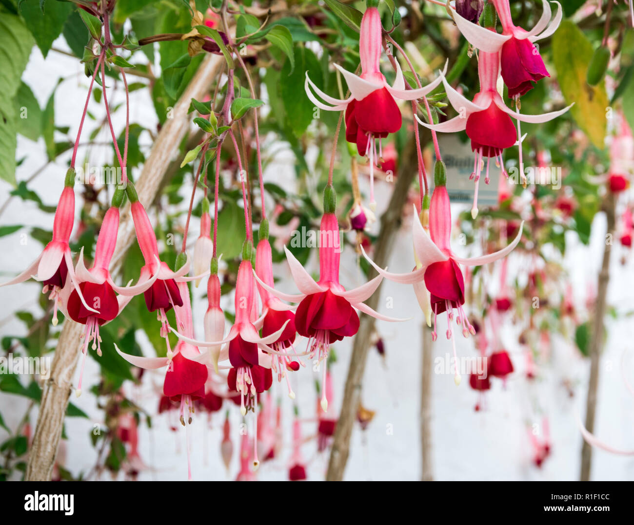 Fuchsia cresce in una serra. Foto Stock