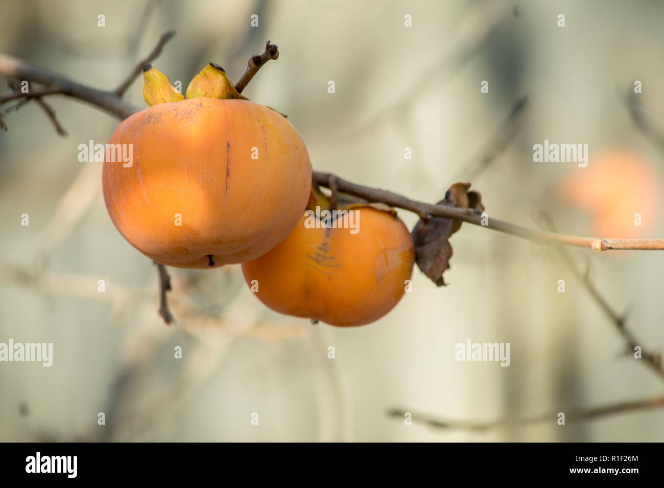 Persimmon sul ramo di persimmon tree. La stagione autunnale. Foto Stock