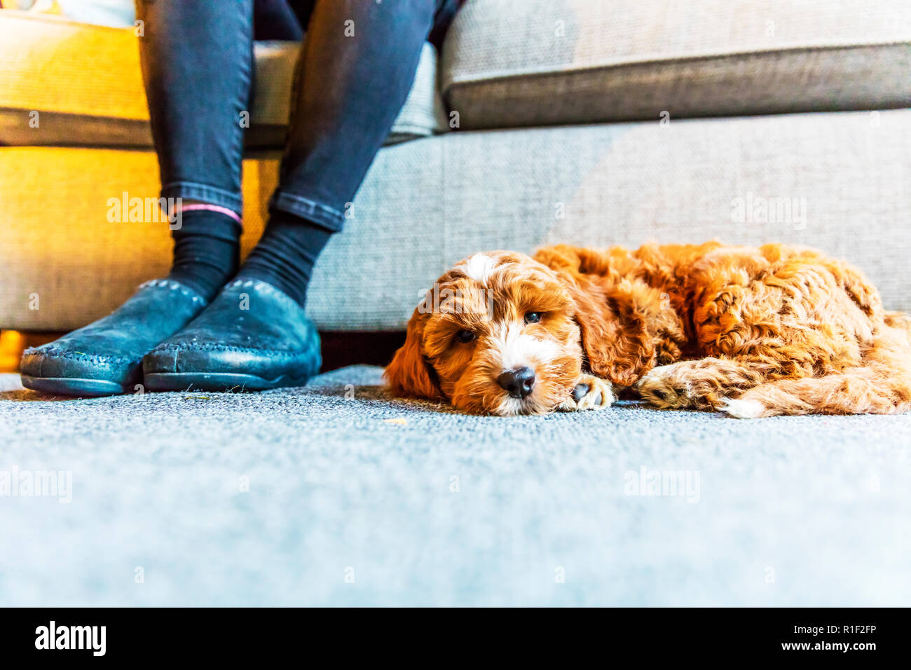 Cockapoo cucciolo, cocker spaniel cross barboncino cucciolo, Cockapoo cuccioli, Cockapoo, rosso e bianco Cockapoo, cucciolo, cuccioli, grazioso cucciolo, adorabili cuccioli, Foto Stock