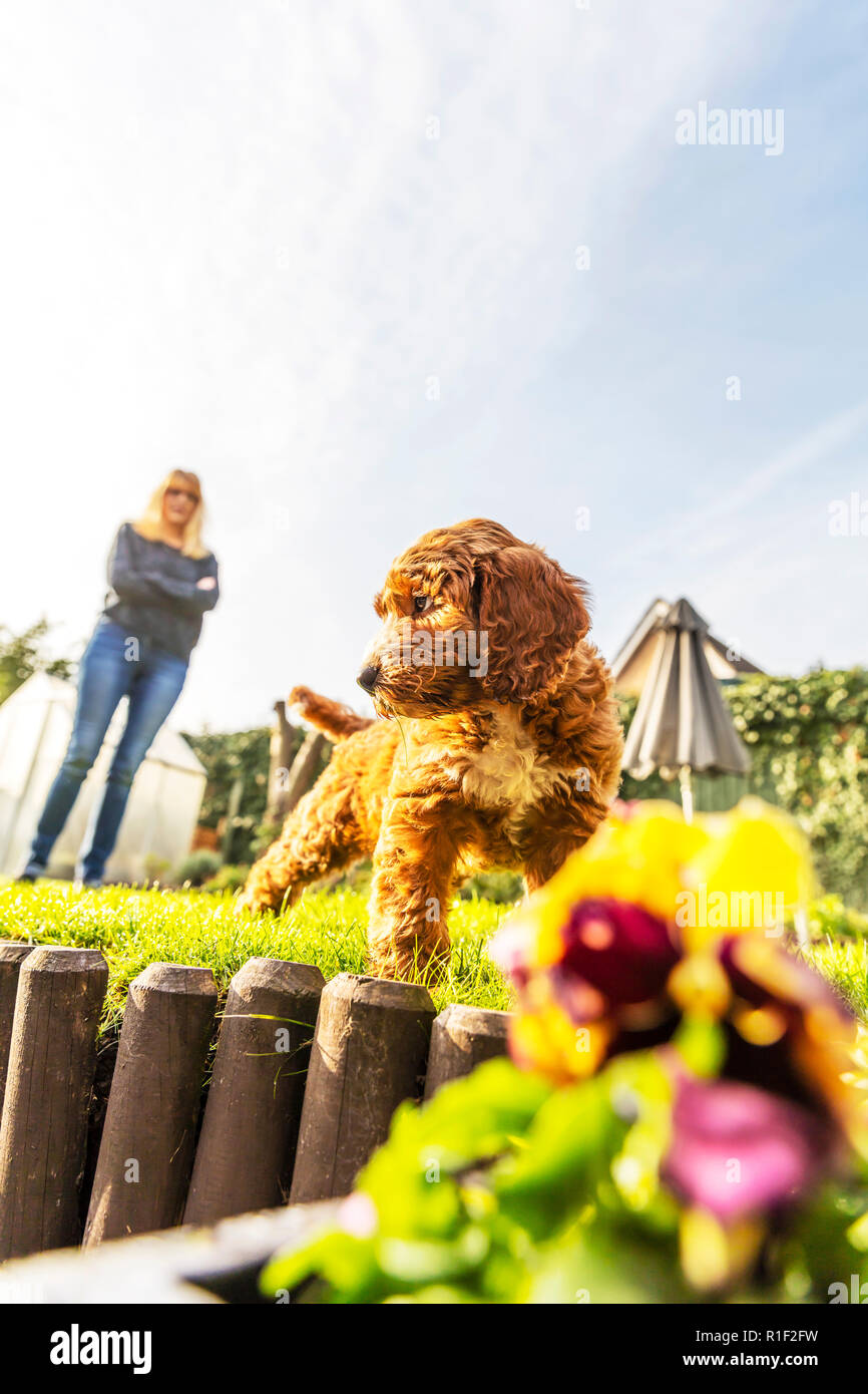 Cockapoo cucciolo, cocker spaniel cross barboncino cucciolo, Cockapoo cuccioli, Cockapoo, rosso e bianco Cockapoo, cucciolo, cuccioli, formazione cucciolo, addestramento del cane Foto Stock