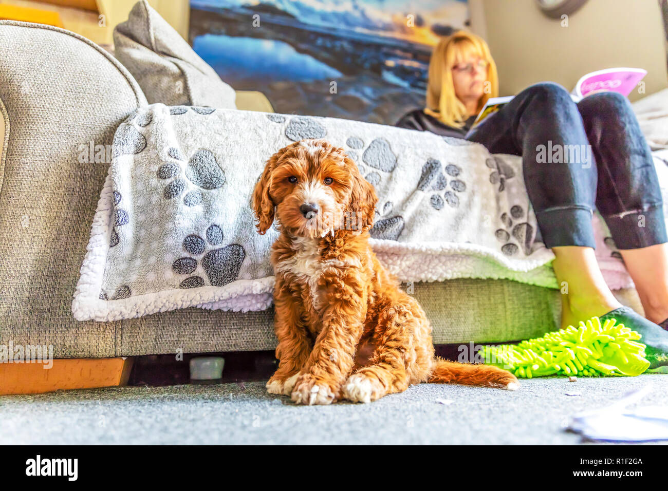 Cockapoo cucciolo, cocker spaniel cross barboncino cucciolo, Cockapoo cuccioli, Cockapoo, rosso e bianco Cockapoo, cucciolo, cuccioli, grazioso cucciolo, adorabili cuccioli, Foto Stock