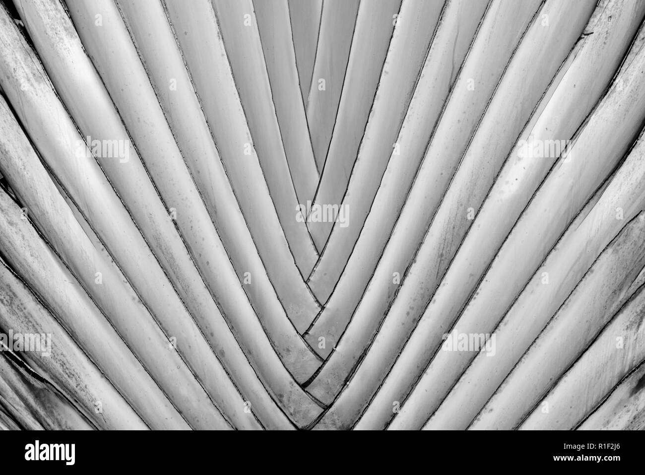 Abstract pattern texture particolare banana sfondo della ventola.di foglie di palma background in natura modello di armatura Foto Stock