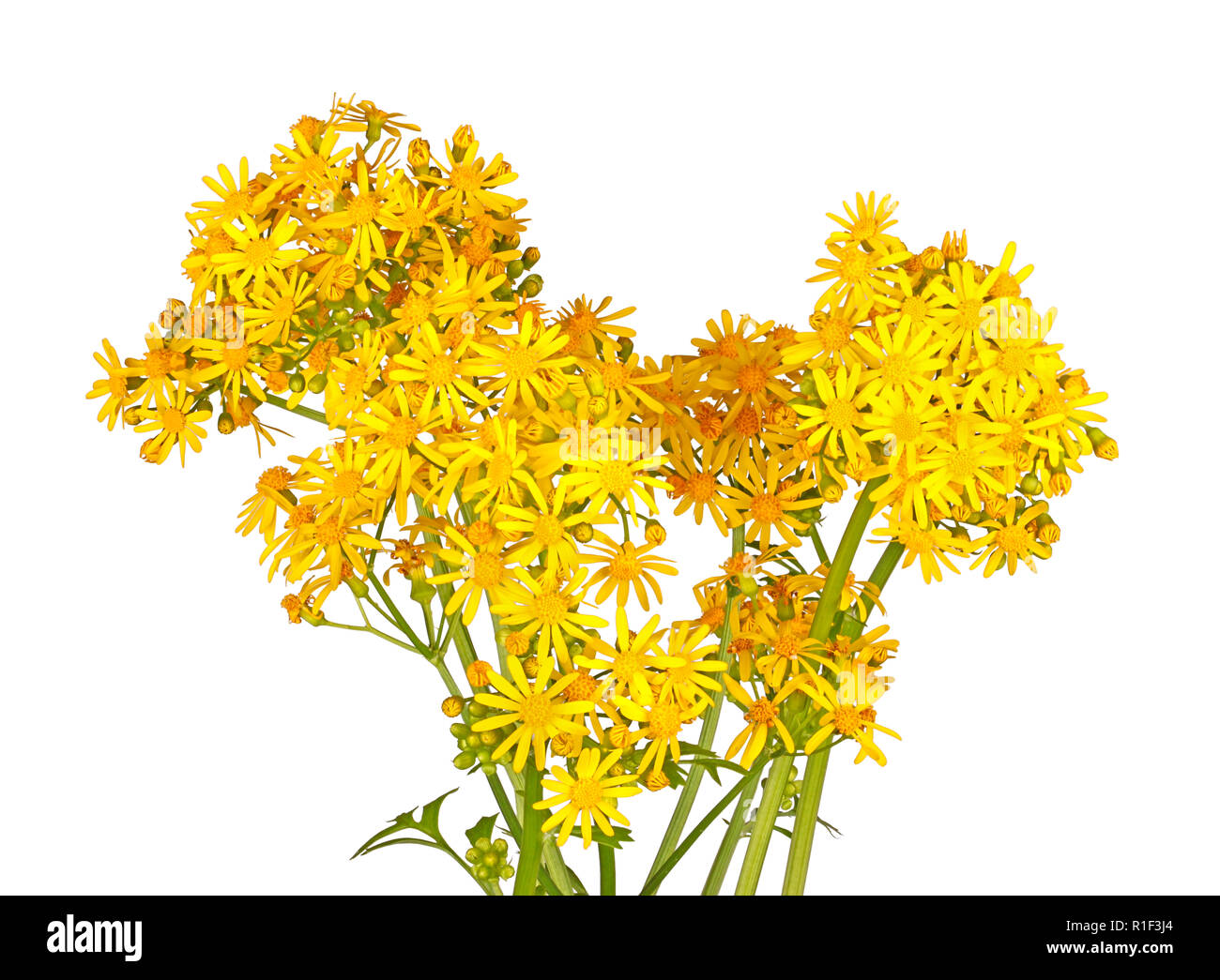 Di colore giallo brillante fiori di primavera del North American native cressleaf erbaccia groundsel o butterweed (Packera glabella, precedentemente Senecio glabellus) isolat Foto Stock