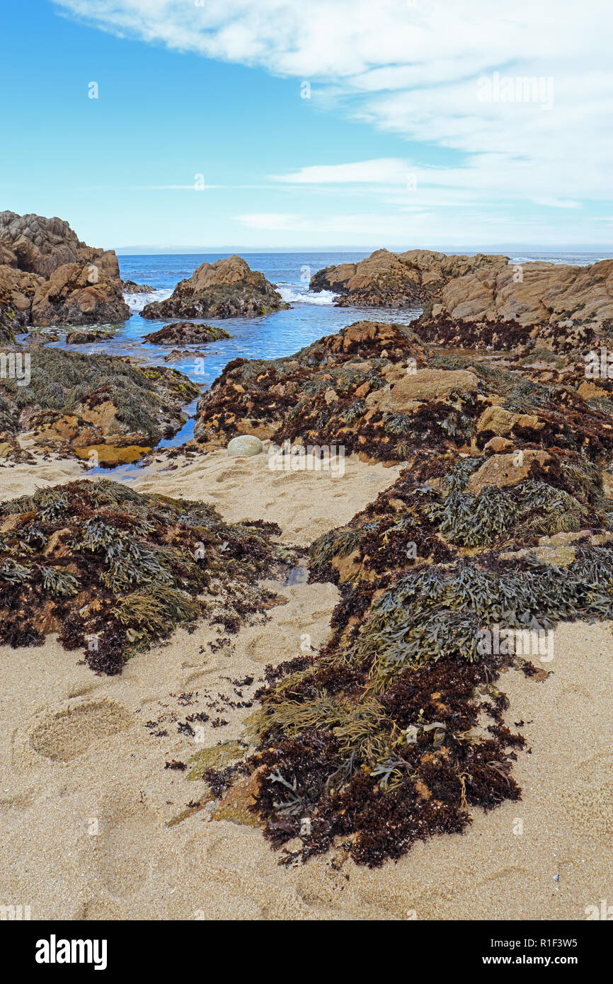 La bassa marea rivela alghe e pozze di marea a stato Asilomar Beach in Pacific Grove sulla penisola di Monterey in California in verticale Foto Stock