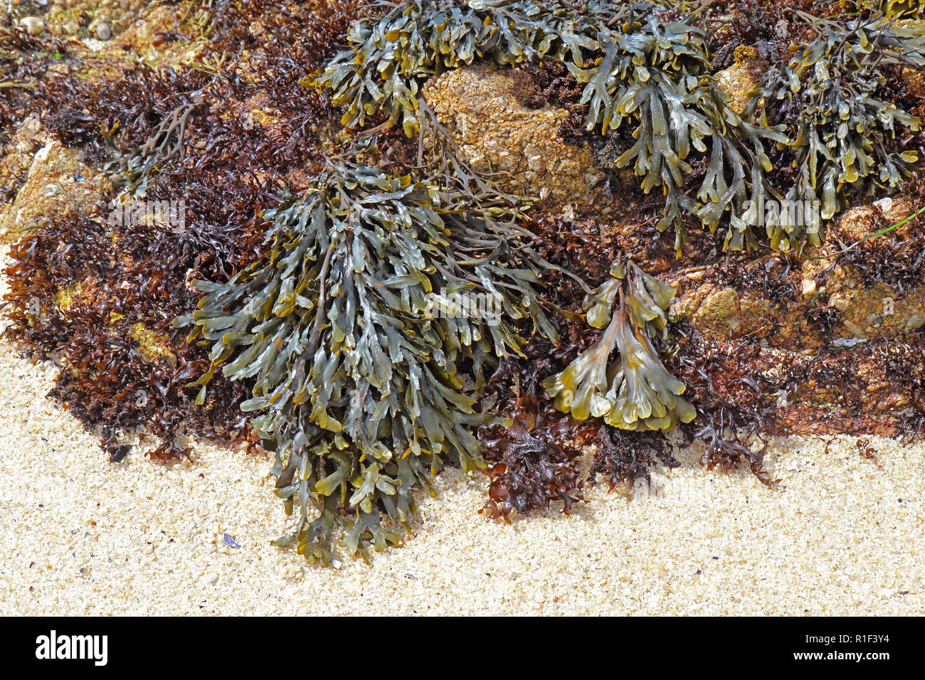 Di oliva (rockweed Hesperophycus californicus, centro, in alto a destra), il relativo alga bruna Fucus distichus (a destra del centro) e altre alghe (probabilmente s Foto Stock