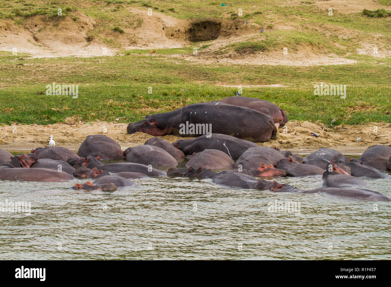Un gruppo di ippopotamo (Hippopotamus amphibius) nel fiume Nilo Foto Stock