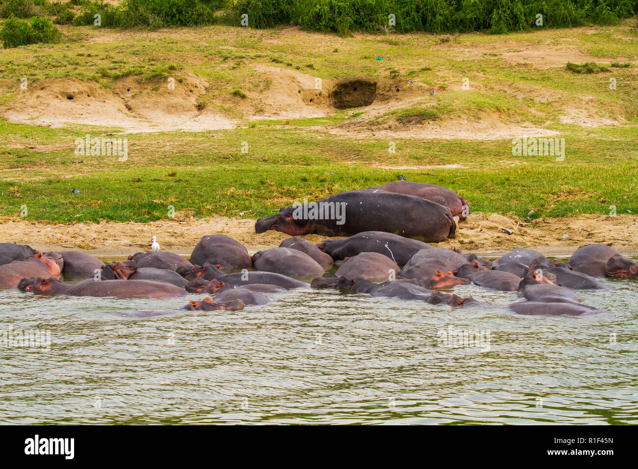 Un gruppo di ippopotamo (Hippopotamus amphibius) nel fiume Nilo Foto Stock