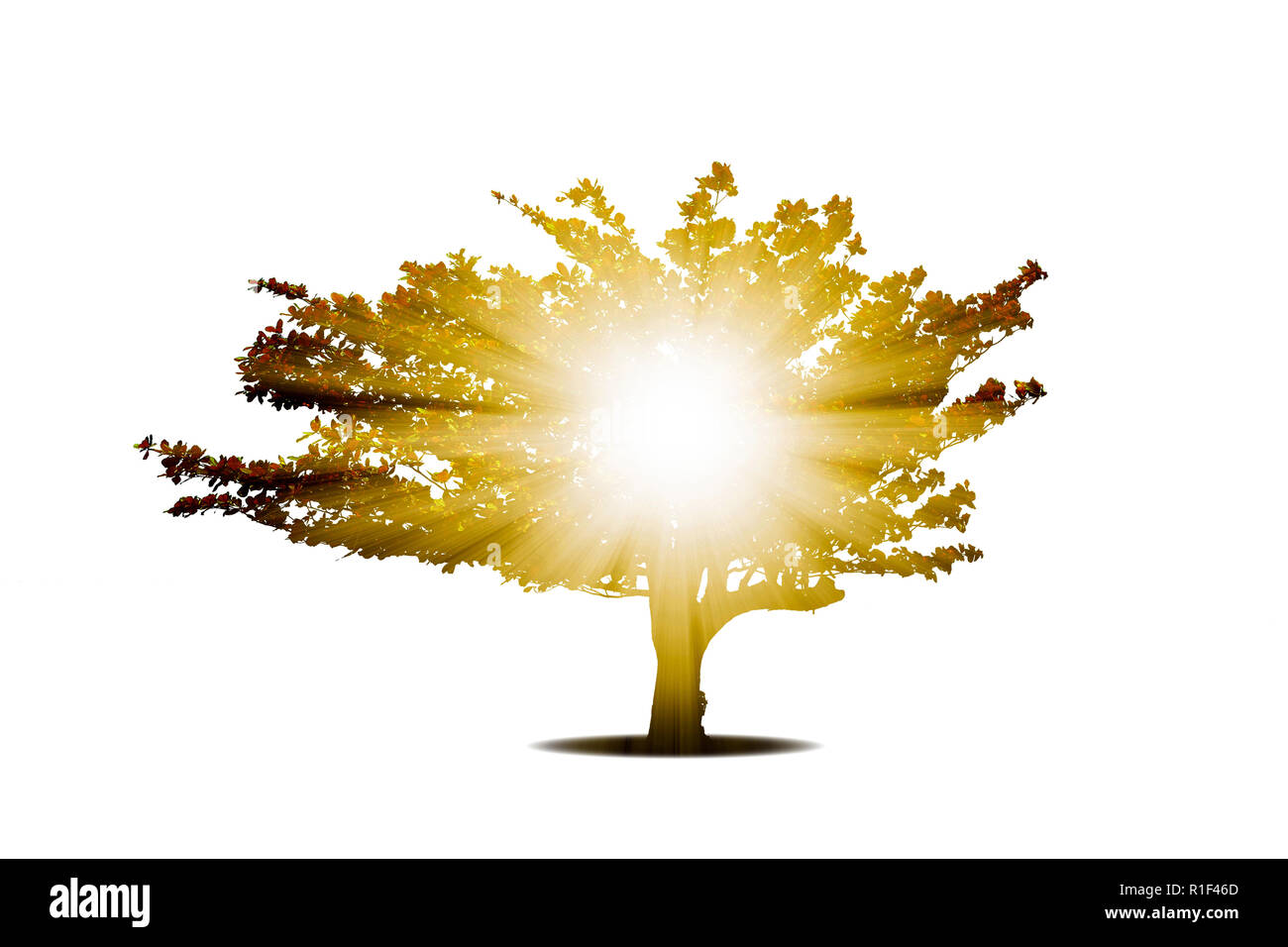 Luce di isolato di Dio che risplende dalla spiaggia mandorlo. Foto Stock
