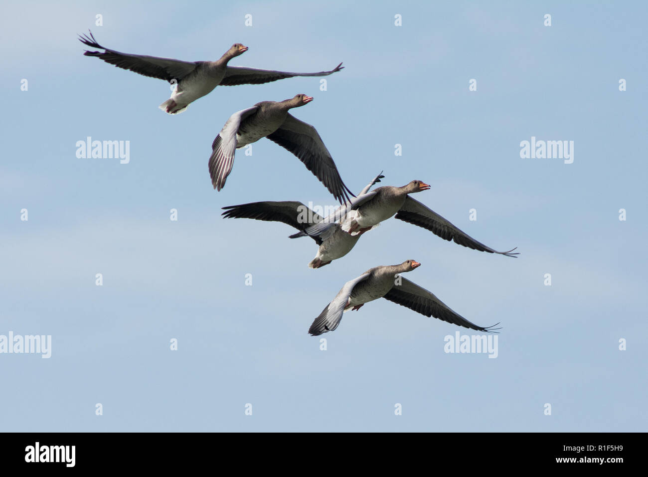 Cinque graylag oche in volo in formazione a tenuta Foto Stock