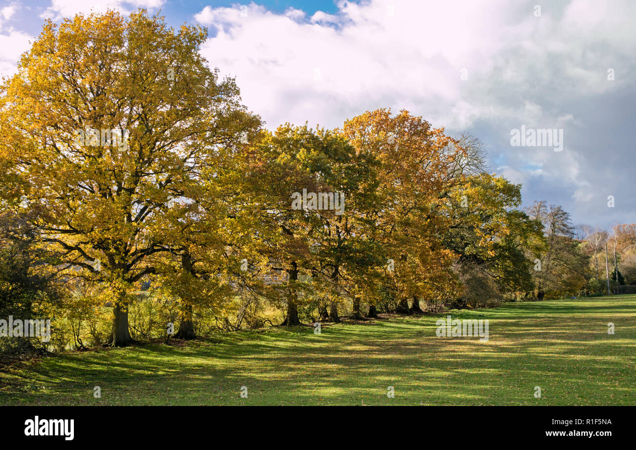 Alberi di quercia in autunno la luce, England, Regno Unito Foto Stock