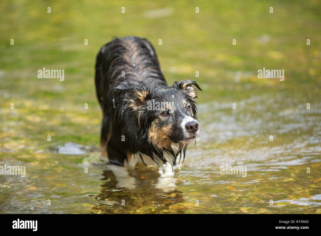 Un cane collie di bordo maschio che si raffredda in un fiume Foto Stock