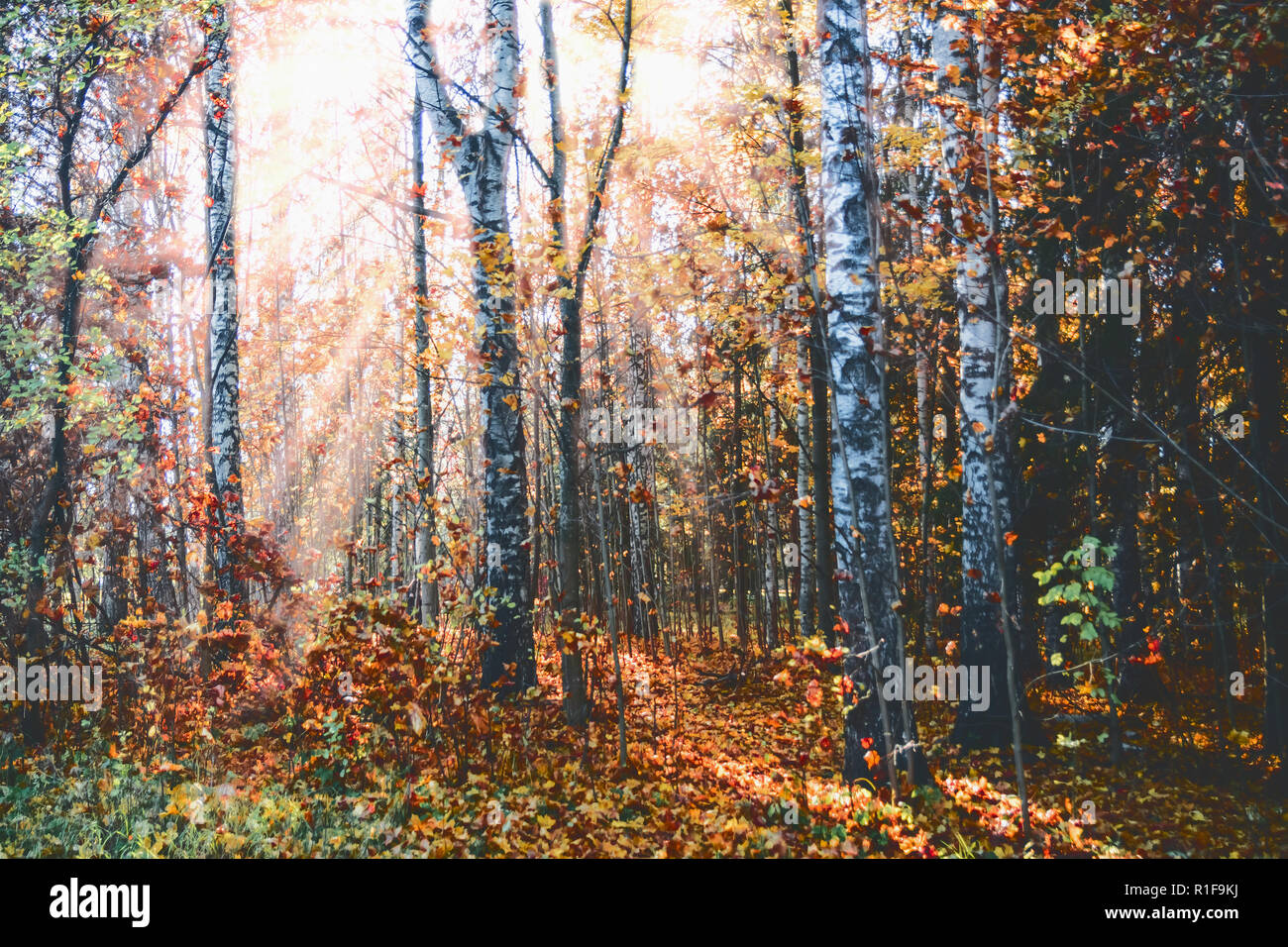 Autunno paesaggio forestale, giallo alberi, soleggiata raggi di sera Foto Stock