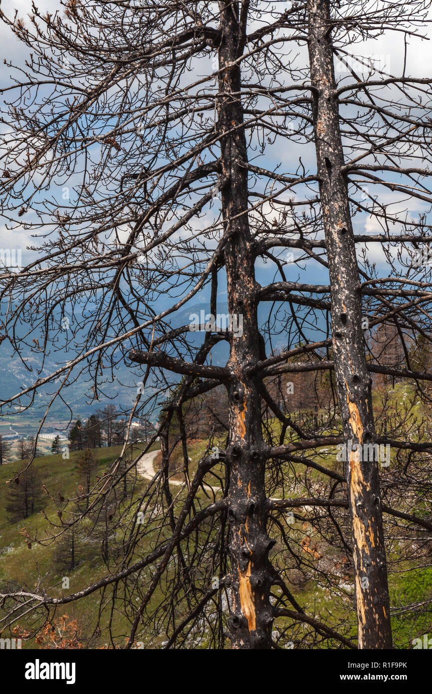 Pini danneggiate dagli incendi Foto Stock