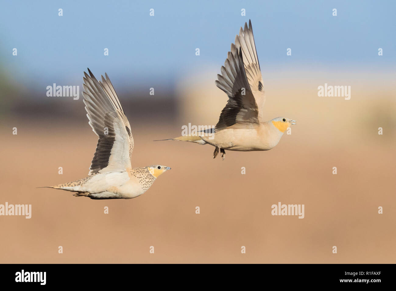 Avvistato Sandgrouse (Pterocles senegallus), un maschio e una femmina in volo Foto Stock