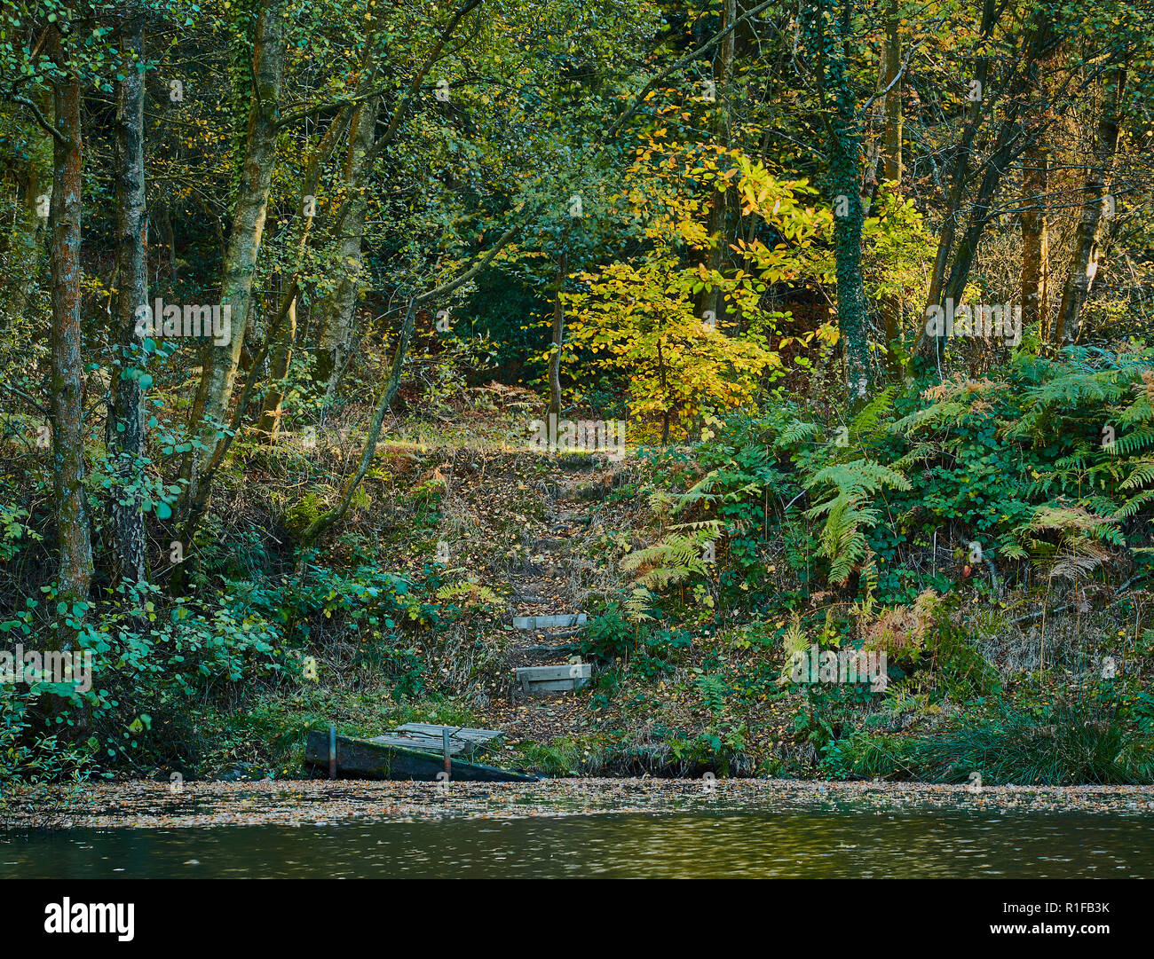 Un autunno scena di una foresta con piante e foglie che cambiano colore con gradini in legno che conduce a una banca di un lago Foto Stock