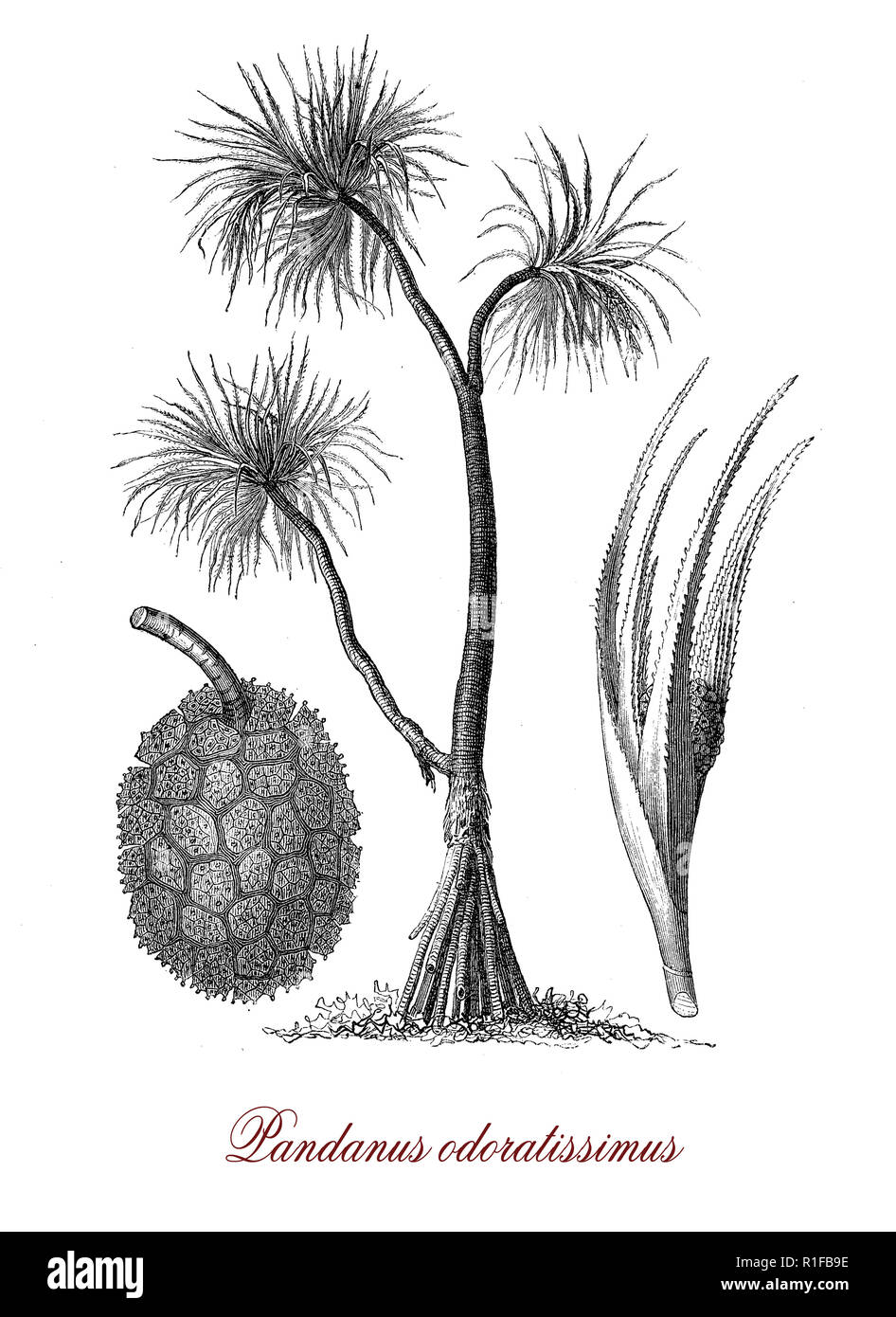 Vintage incisione botanico di pandanus odorifer, pianta aromatica con foglie profumate e fiori di Polinesia, Asia del Sud e Australia Foto Stock