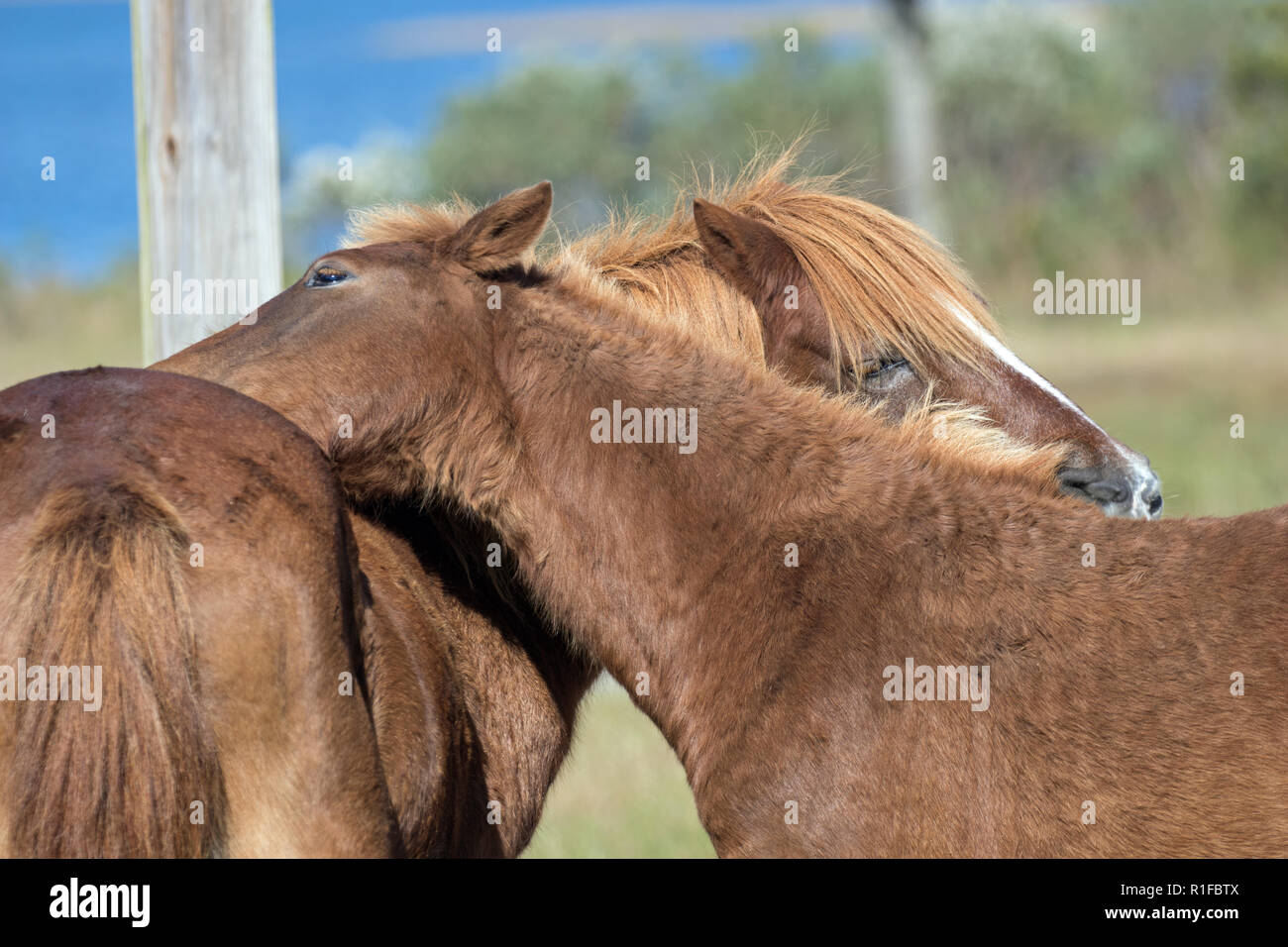 Pony selvatici su Assateague Island Foto Stock