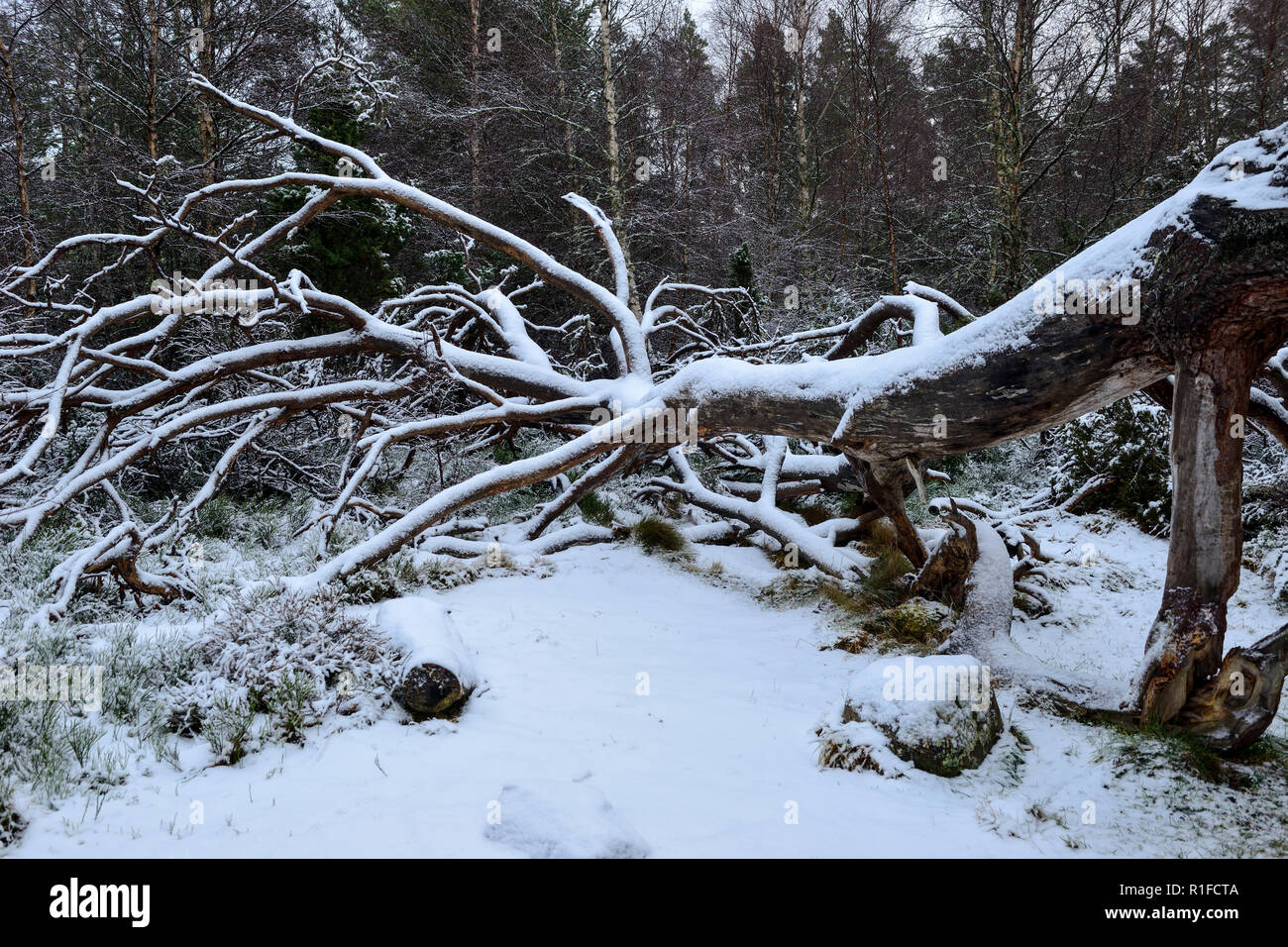 Albero caduto coperto di neve sulla passeggiata nella foresta in inverno la neve, Rothiemurchus Estate, vicino a Aviemore Highland, Regione, Scozia Foto Stock