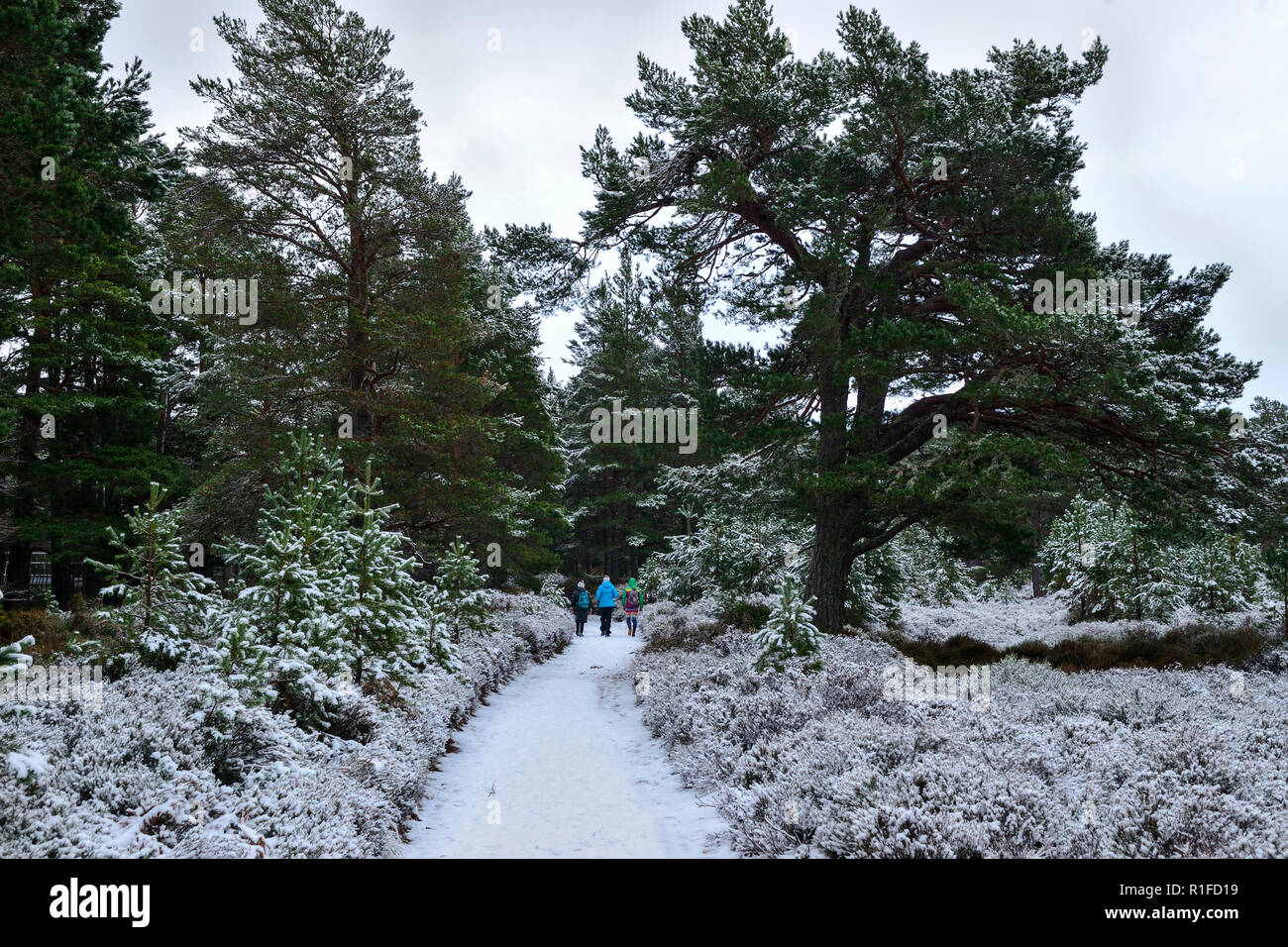 Passeggiata nella foresta in inverno la neve, Rothiemurchus Estate, vicino a Aviemore Highland, Regione, Scozia Foto Stock