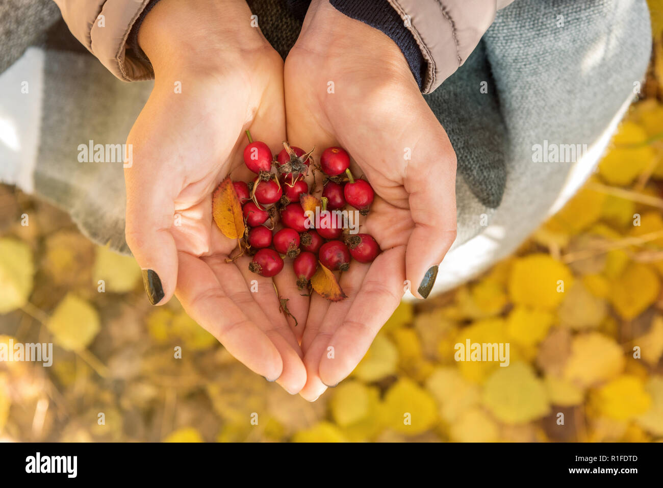 Donna che mantiene rosa canina vicino fino in autunno. Foto Stock