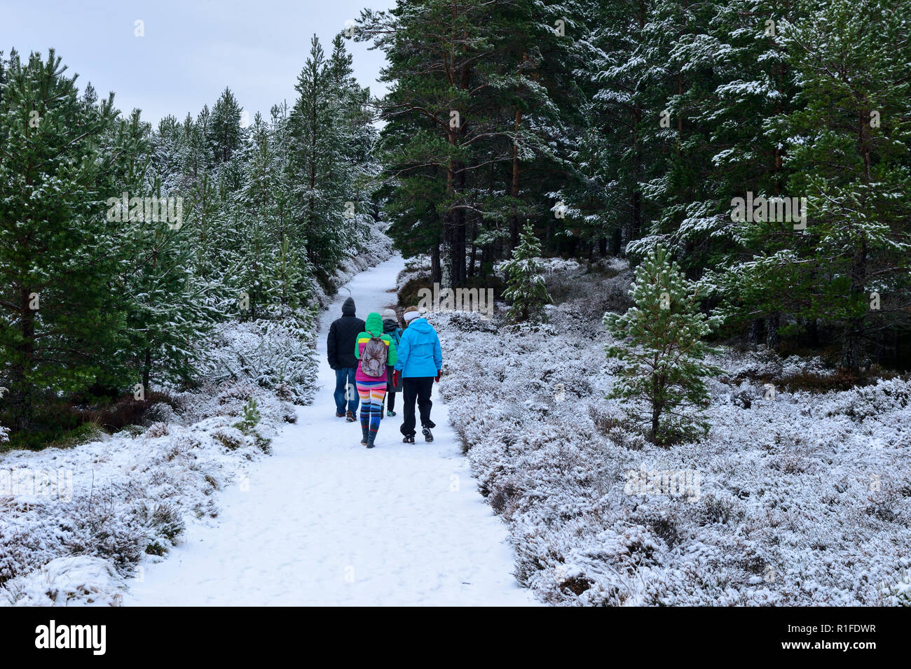 Passeggiata nella foresta in inverno la neve, Rothiemurchus Estate, vicino a Aviemore Highland, Regione, Scozia Foto Stock