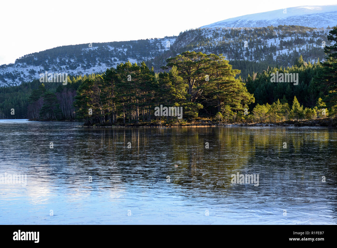 Congelati sul Loch un Eilein in inverno, Rothiemurchus Estate, vicino a Aviemore Highland, Regione, Scozia Foto Stock