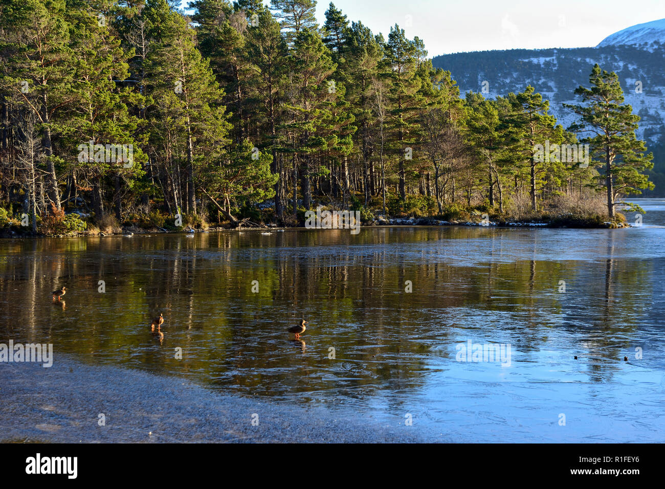 Congelati sul Loch un Eilein in inverno, Rothiemurchus Estate, vicino a Aviemore Highland, Regione, Scozia Foto Stock