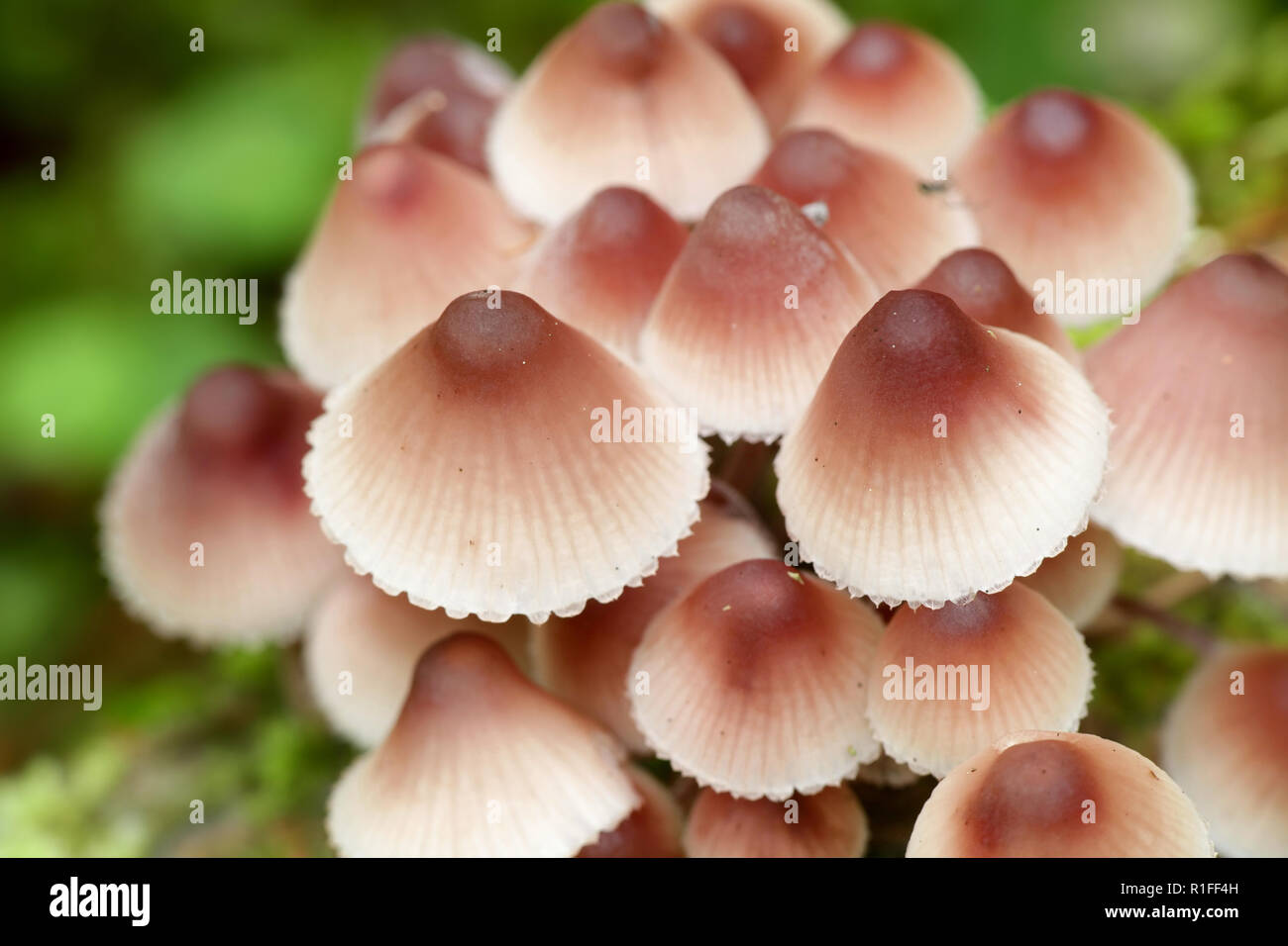 Mycena haematopus, comunemente noto come il sanguinamento fata casco il cofano burgundydrop, o lo spurgo Mycena Foto Stock