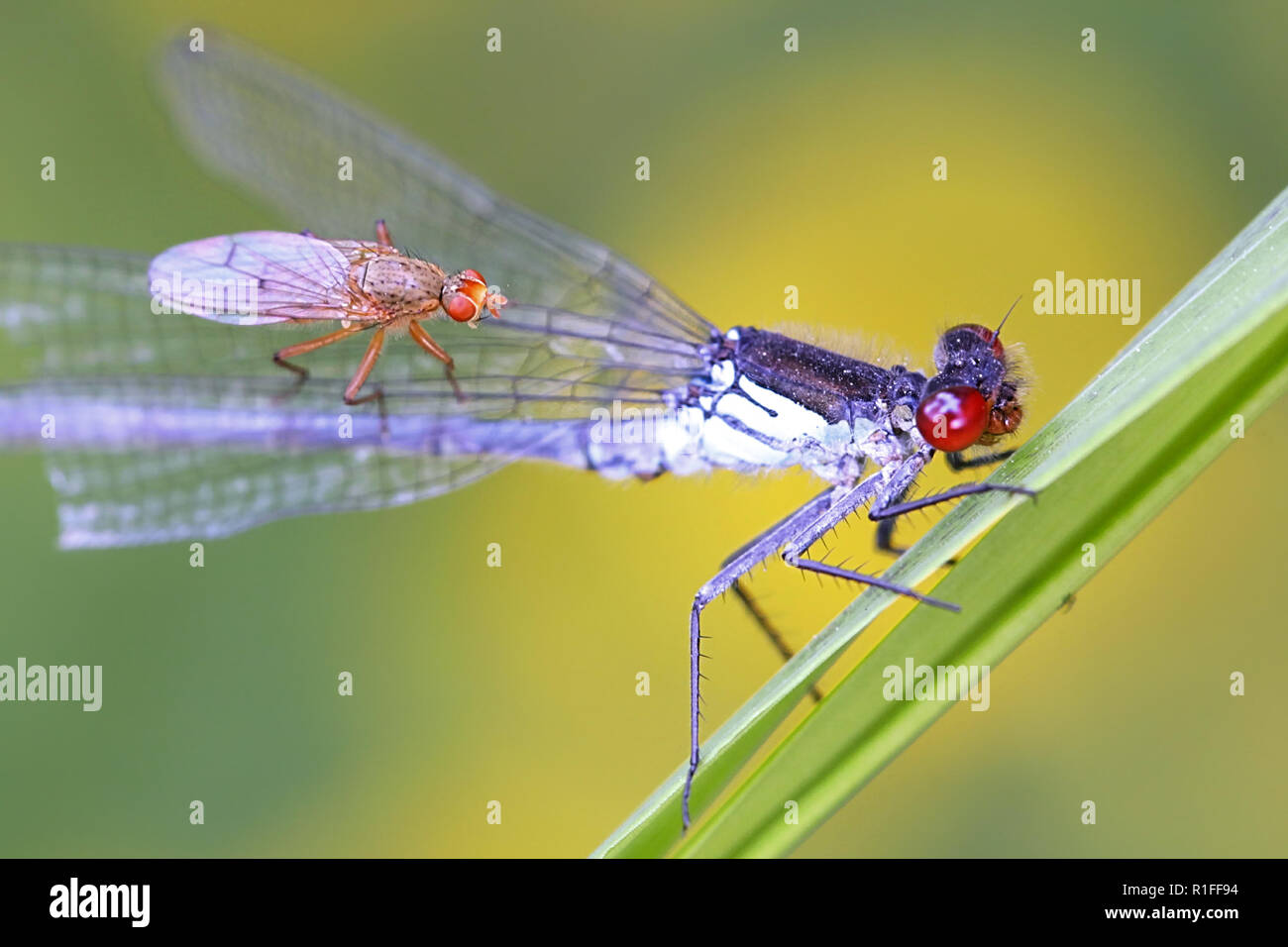 Red-eyed damselfly, Erythromma najas, e predatori fly Scathophaga spurca Foto Stock