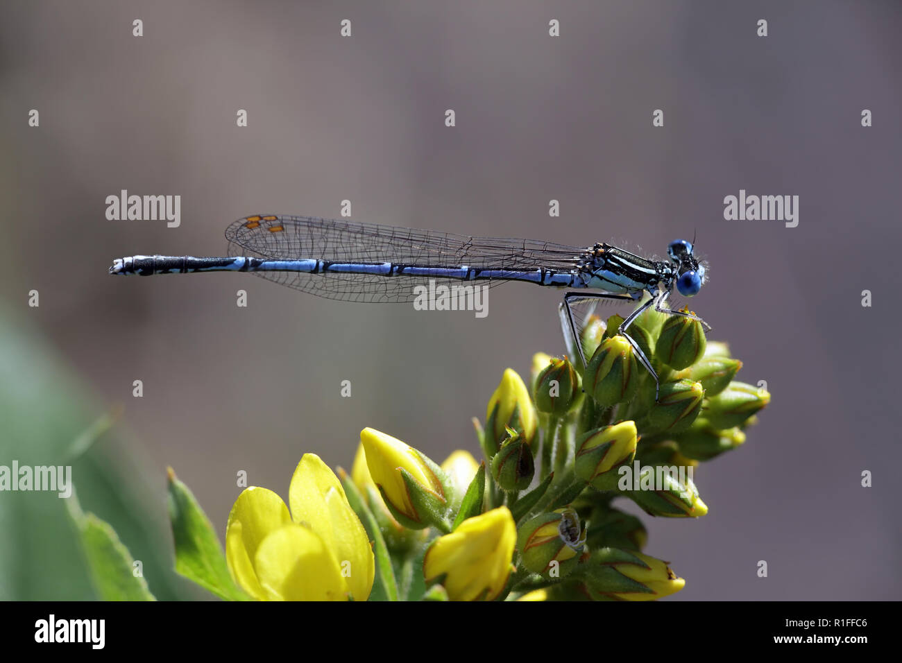 Blue featherleg, chiamato anche bianco-zampe, damselfly Platycnemis pennipes Foto Stock
