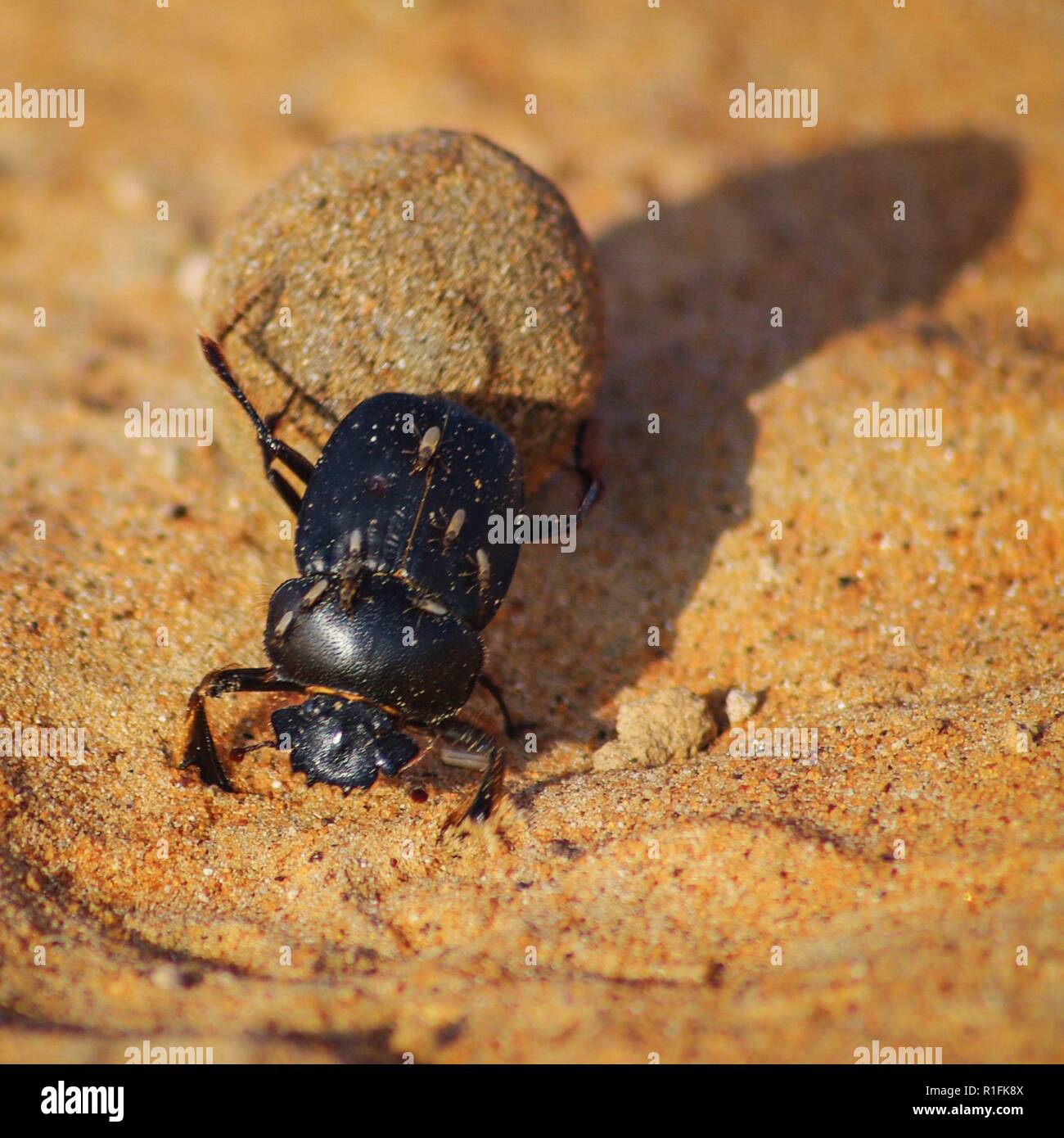 Muskat, Oman. 25 Nov, 2012. Una delle creature del deserto è lo scarabeo. Essi formano sfere da escrementi di altri animali e farli rotolare davanti a loro con tutta la loro forza fisica. (25 novembre 2012) | utilizzo del credito in tutto il mondo: dpa/Alamy Live News Foto Stock