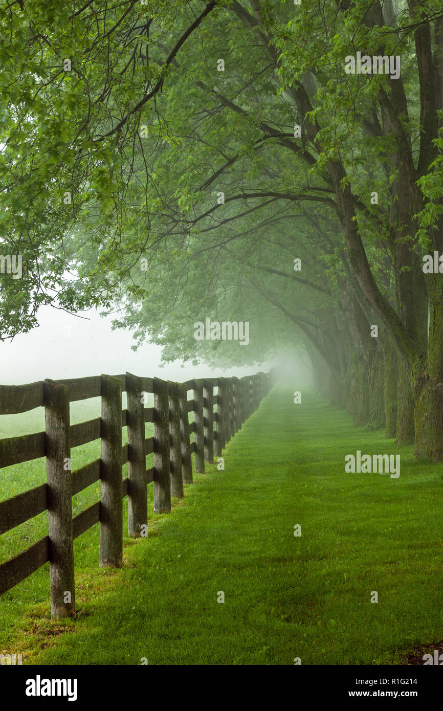 Viale alberato vicolo e la recinzione, nella nebbia mattutina. Foto Stock
