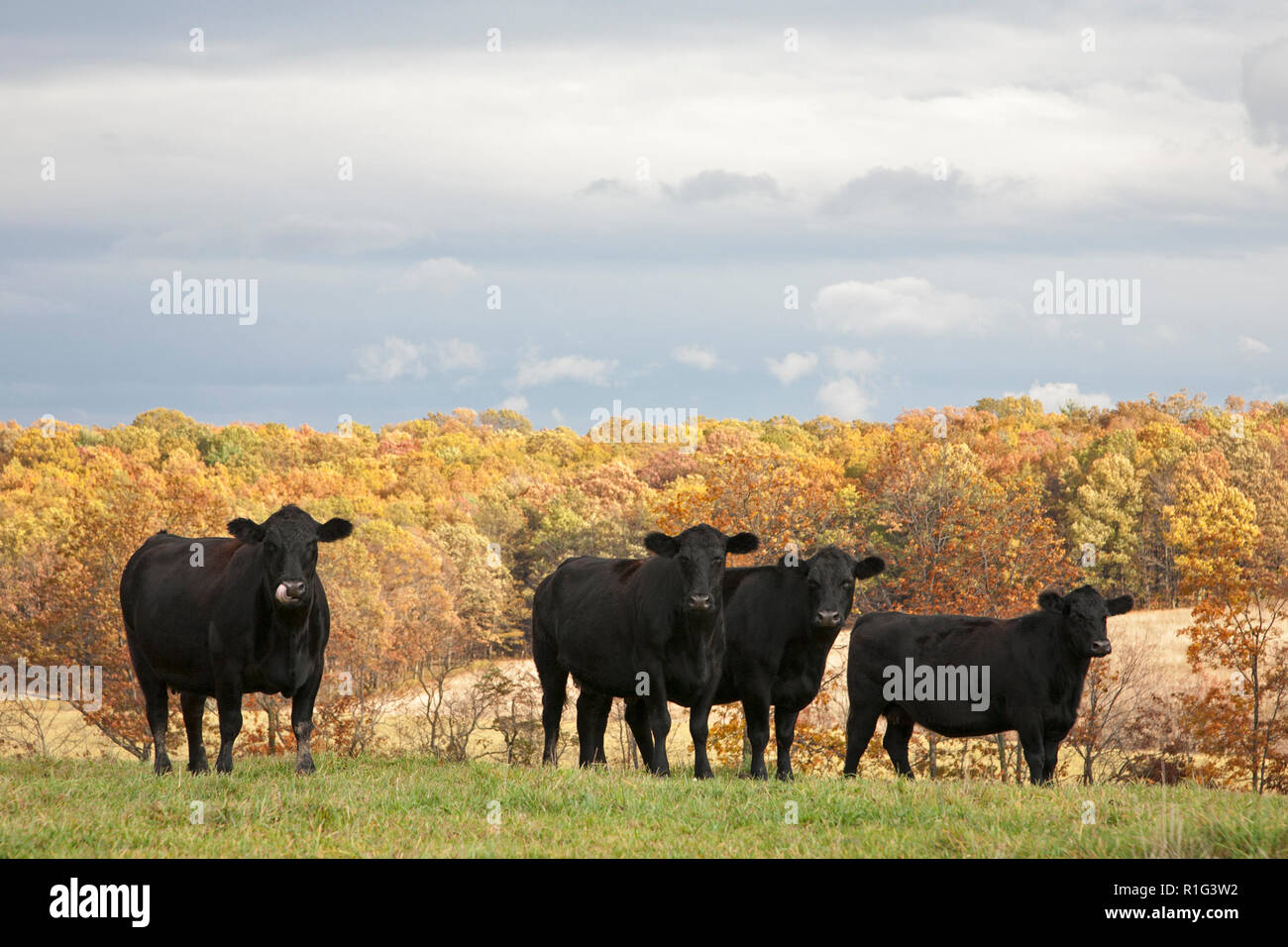 Mandria di bestiame di Angus nero su pascolo in autunno Foto Stock